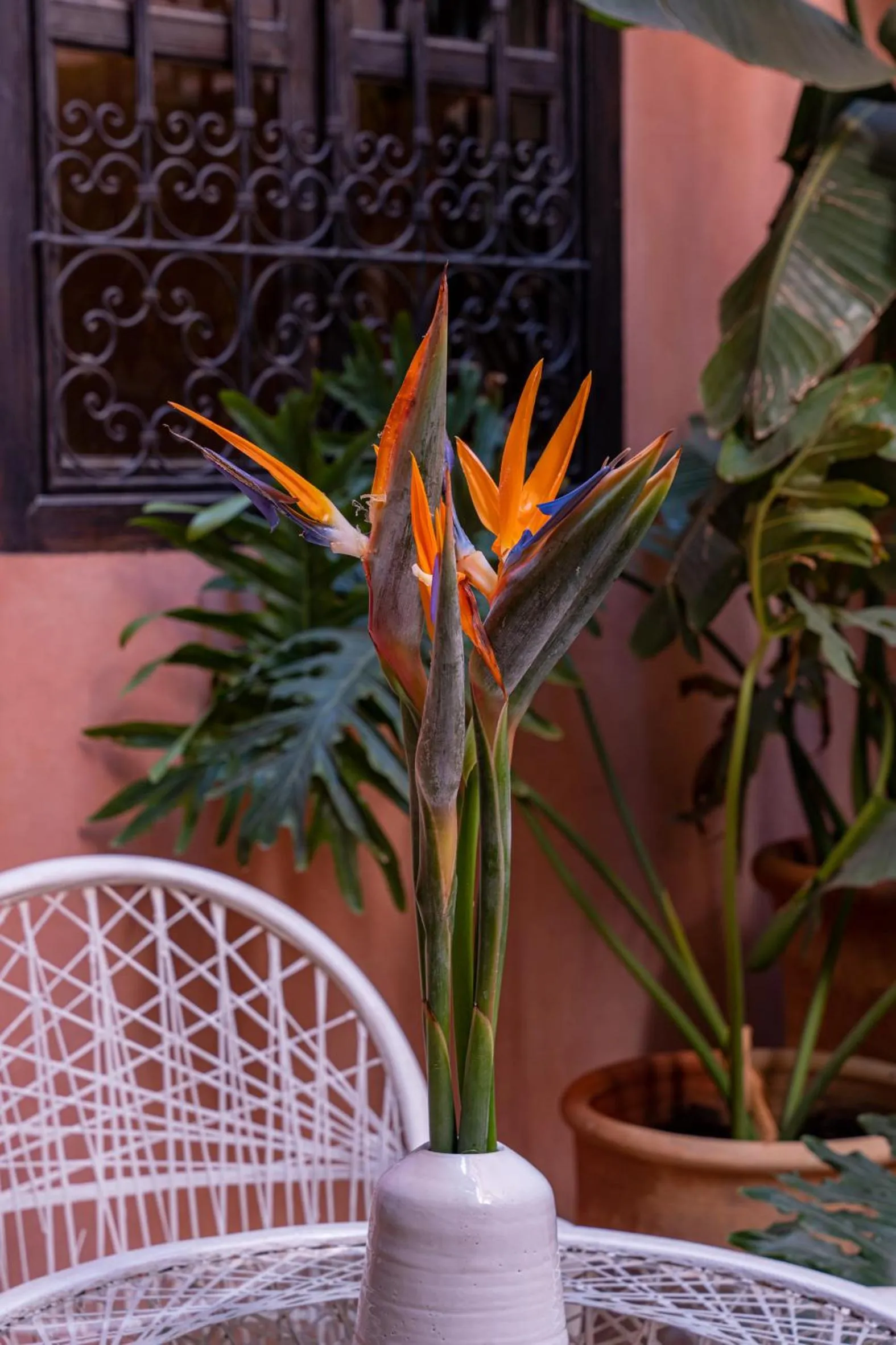 Garden in Riad l'Oiseau du Paradis