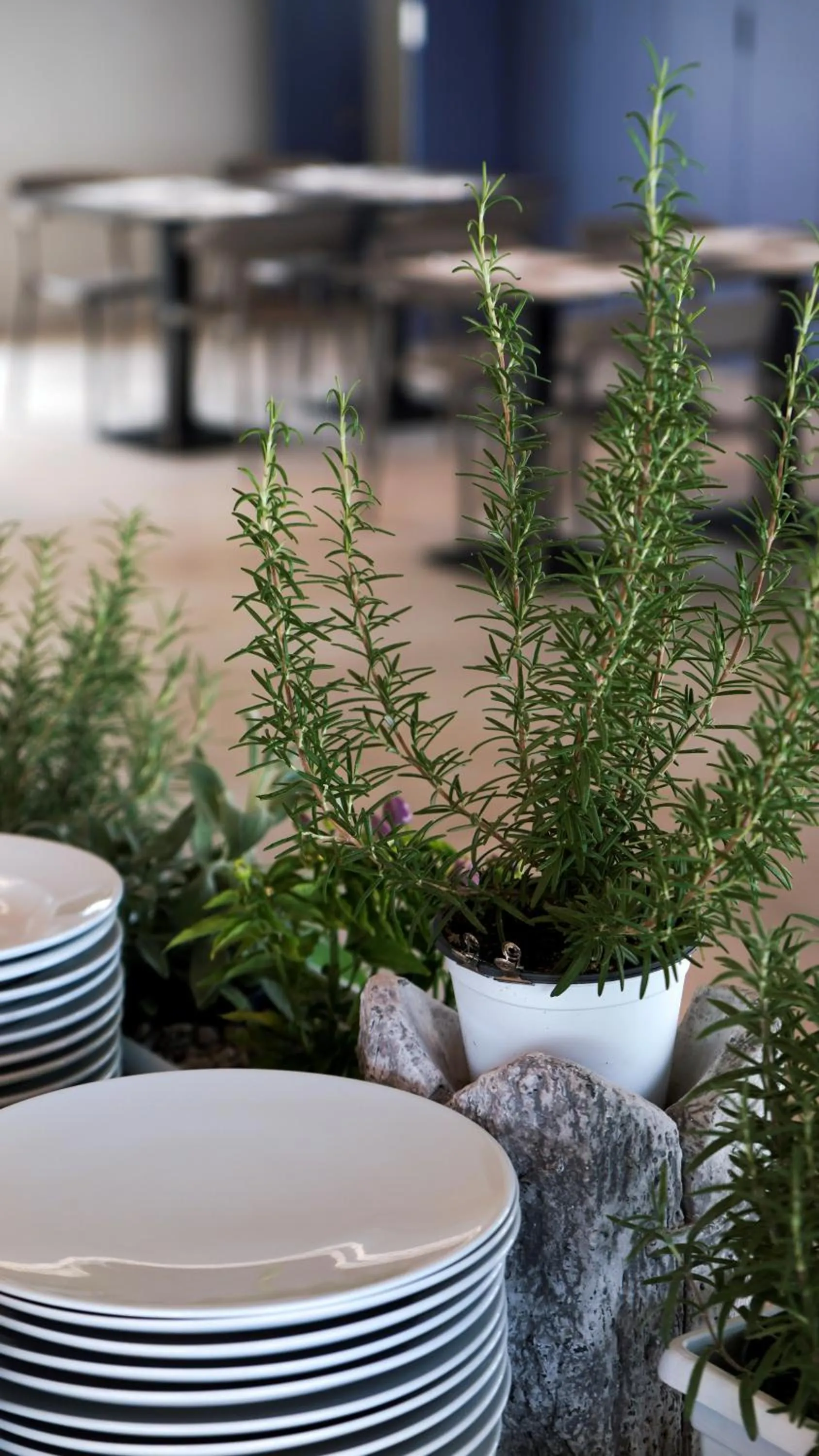 Restaurant/places to eat in TUISuneo La Conchiglia - Adults Only