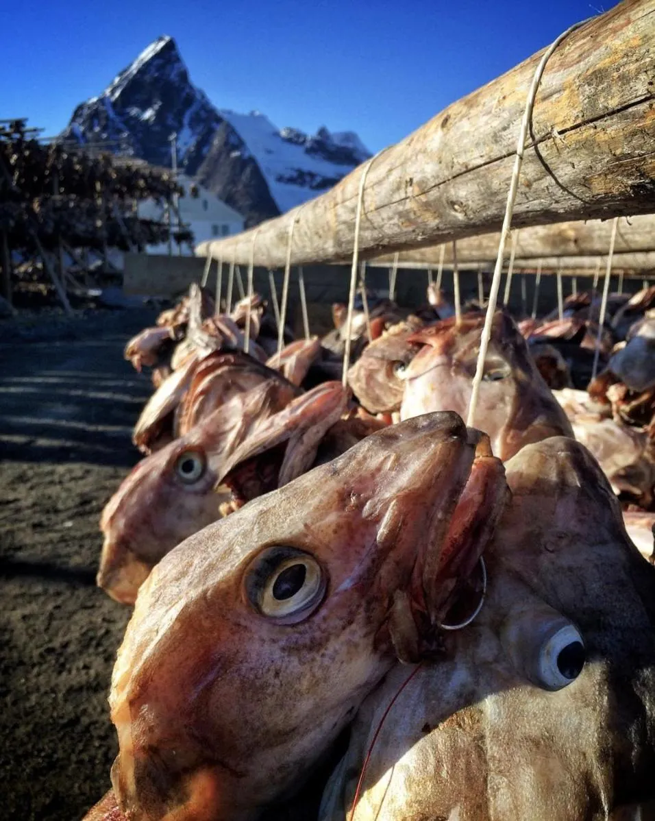 Catogården - Boutique Home & Activity Centre