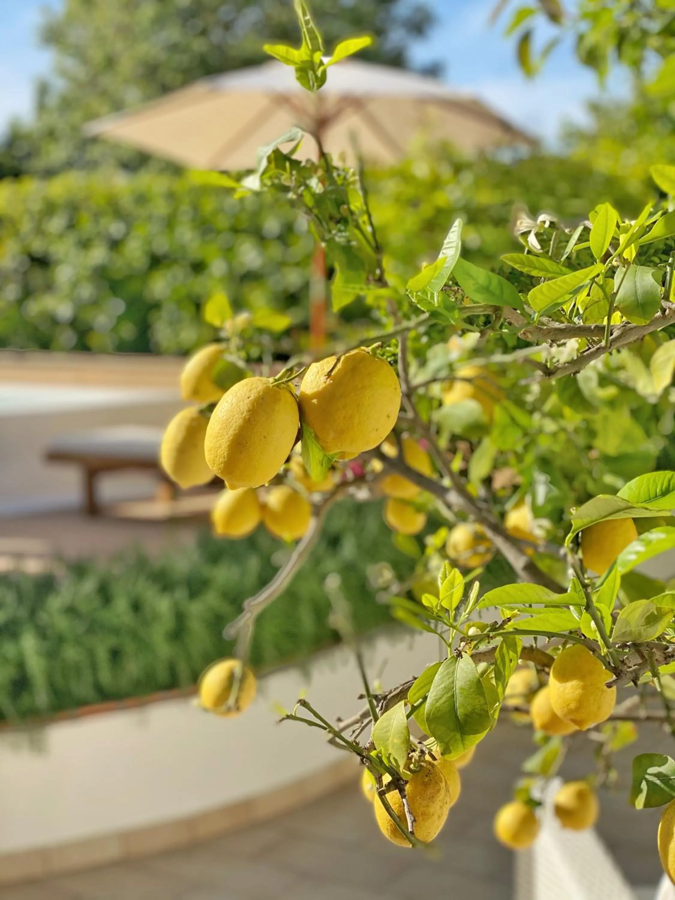 Garden in La Giuliva Charming Rooms