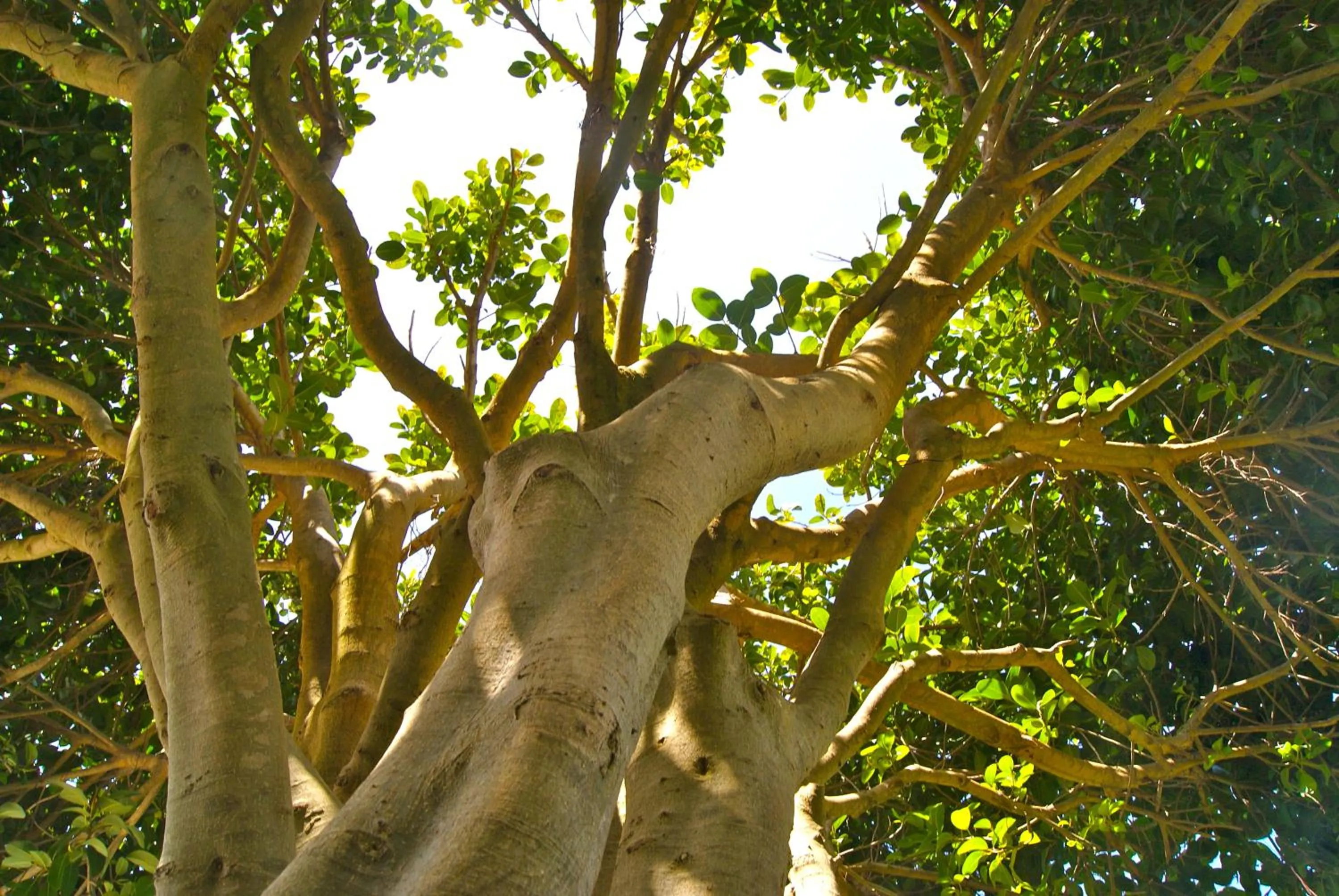 Garden in La Giuliva Charming Rooms