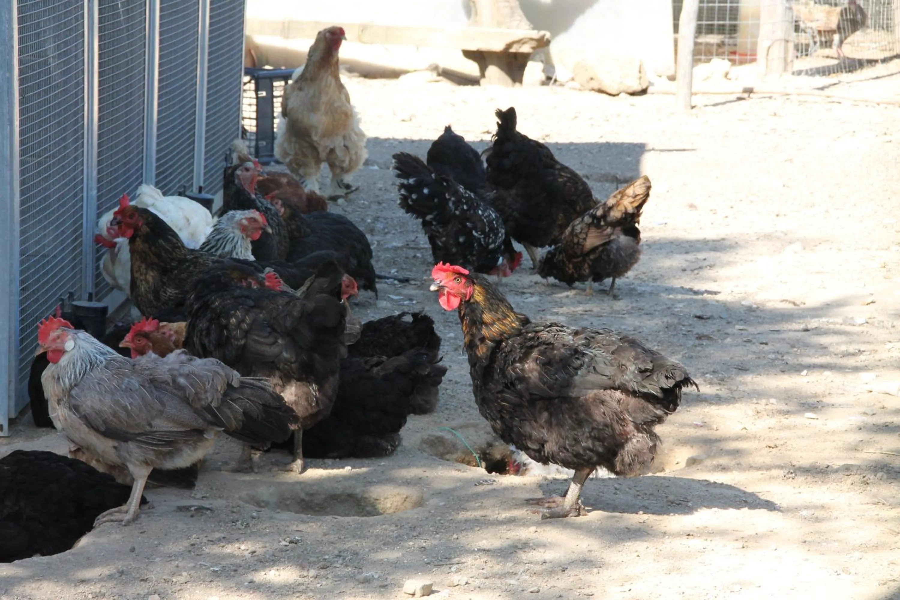 Animals in Agriturismo Piccolo Paradiso