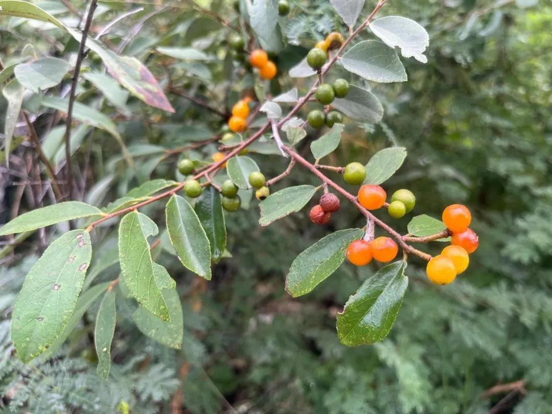 Sasa Safari Camp & Tours