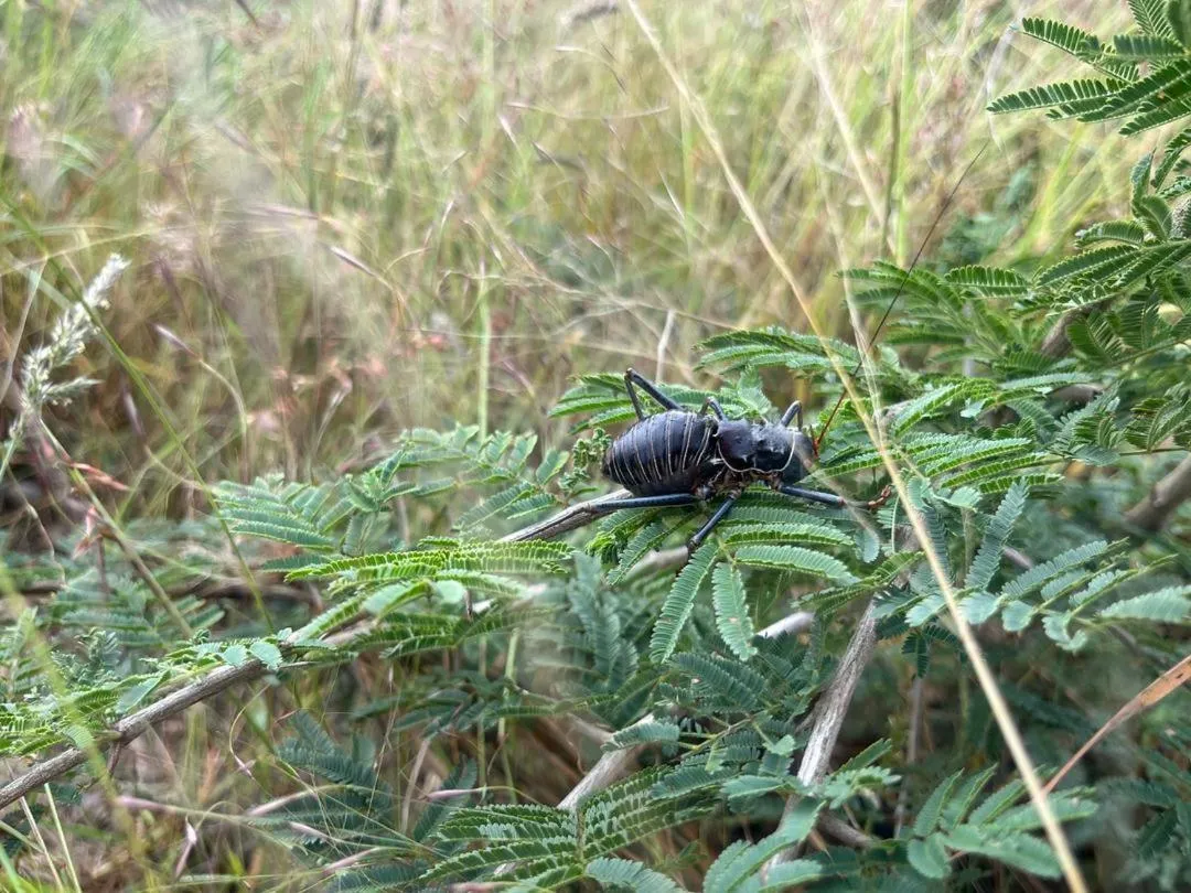 Sasa Safari Camp & Tours