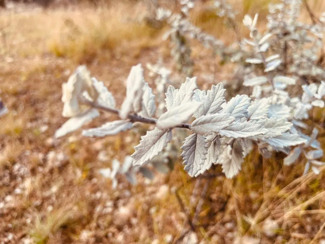 Sasa Safari Camp & Tours