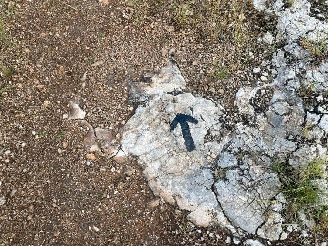 Sasa Safari Camp & Tours