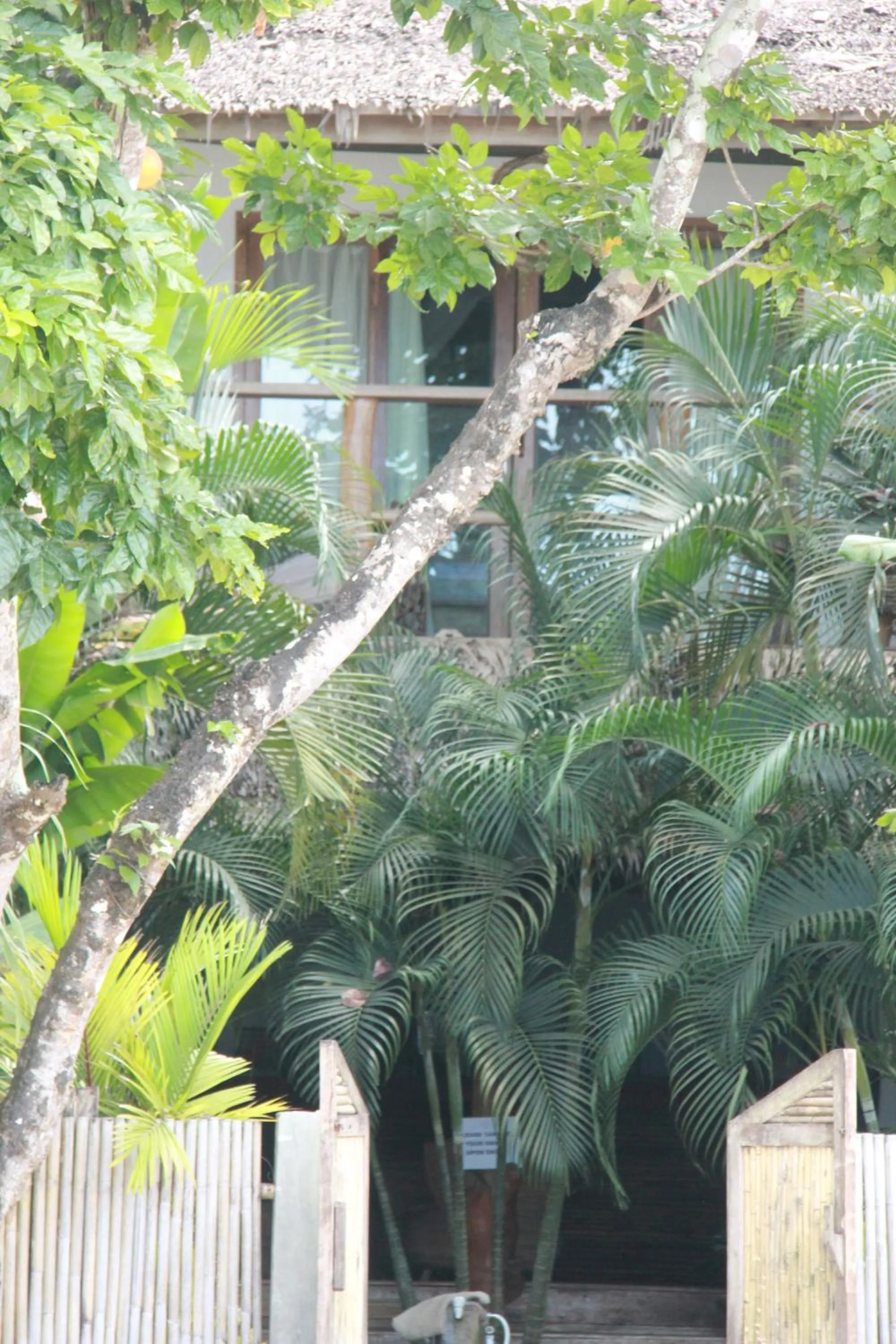 Garden in Maligaya Beach Bungalows