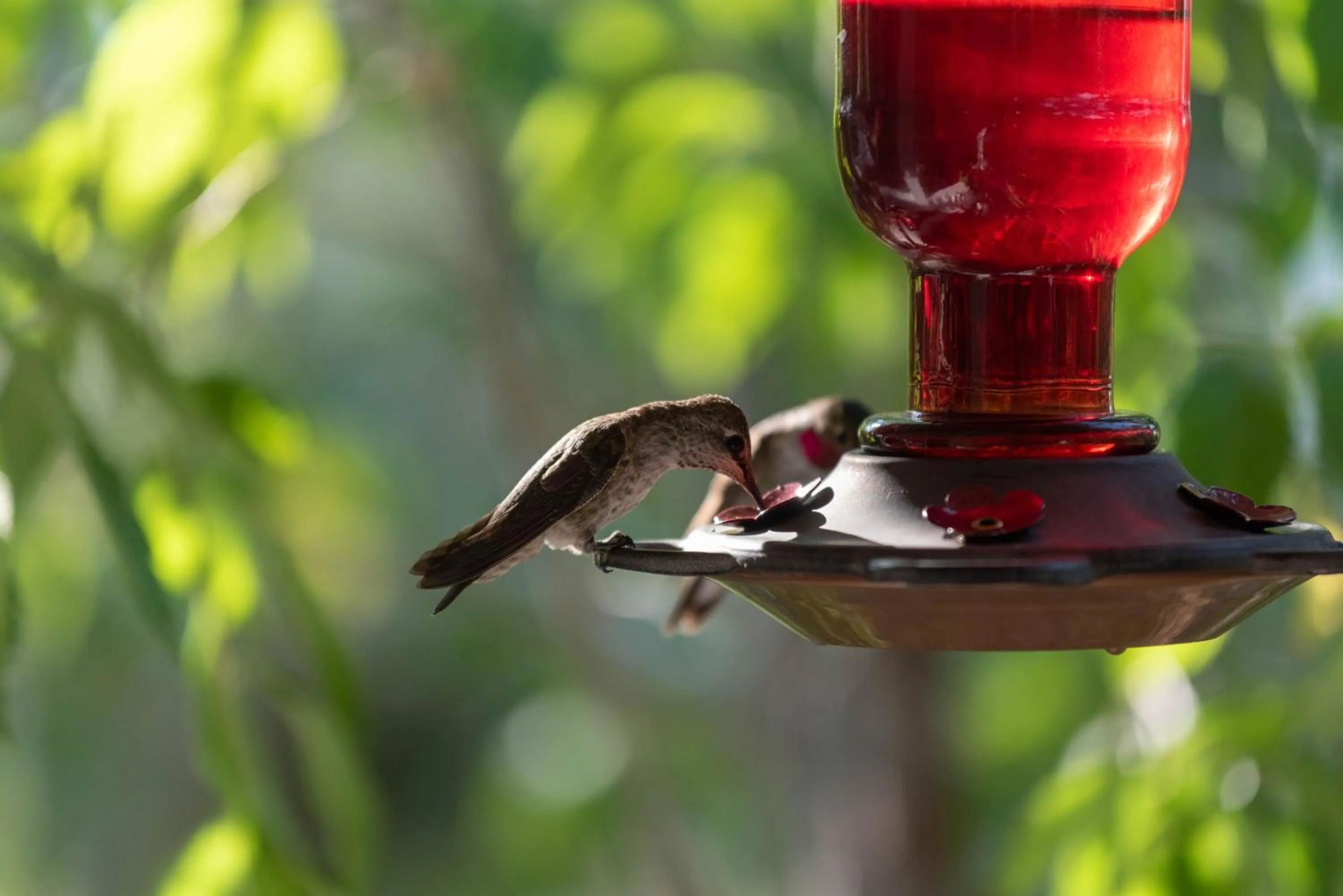 Summer in Sheridan House Inn- Adult Only Accommodation