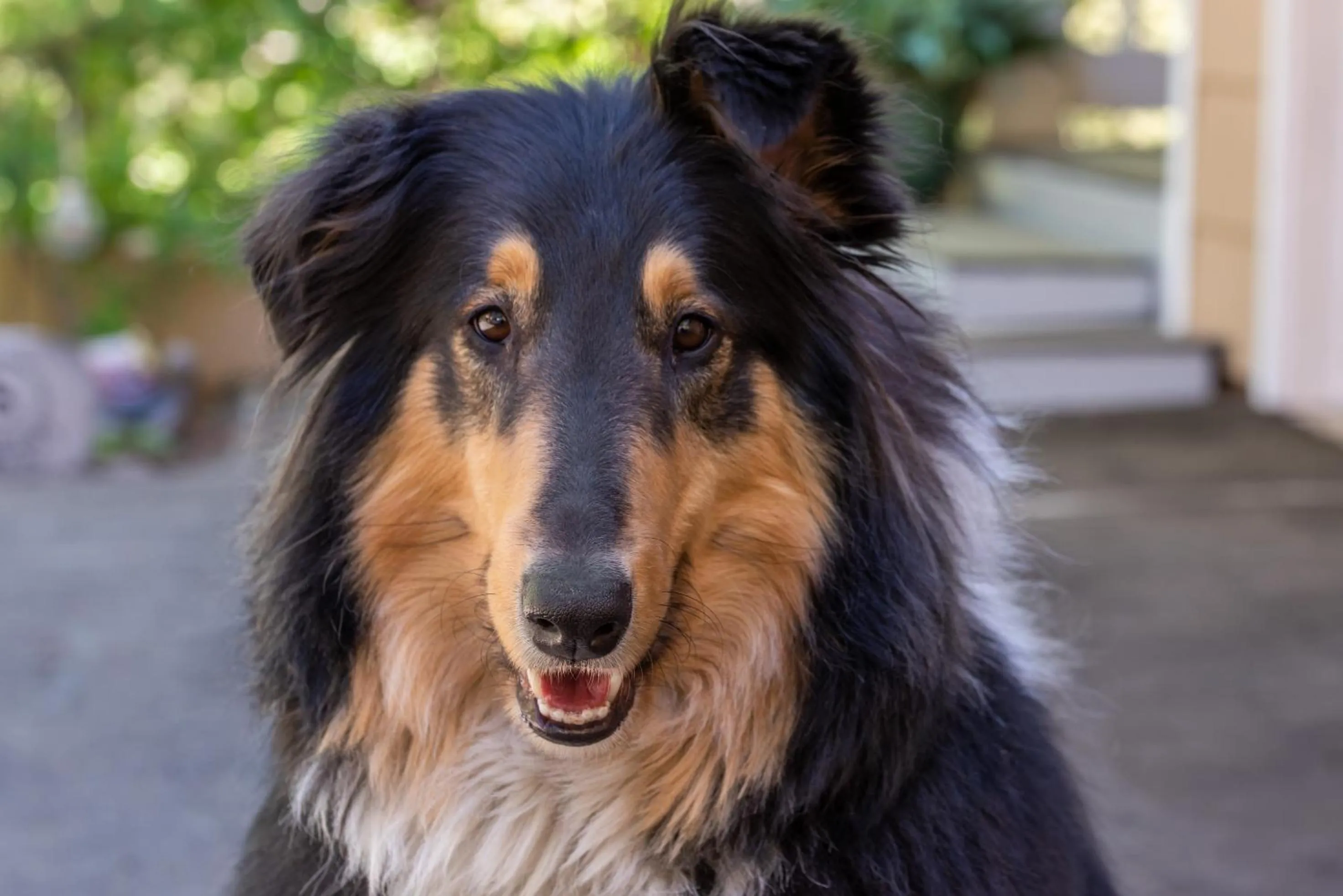 Pets in Sheridan House Inn- Adult Only Accommodation