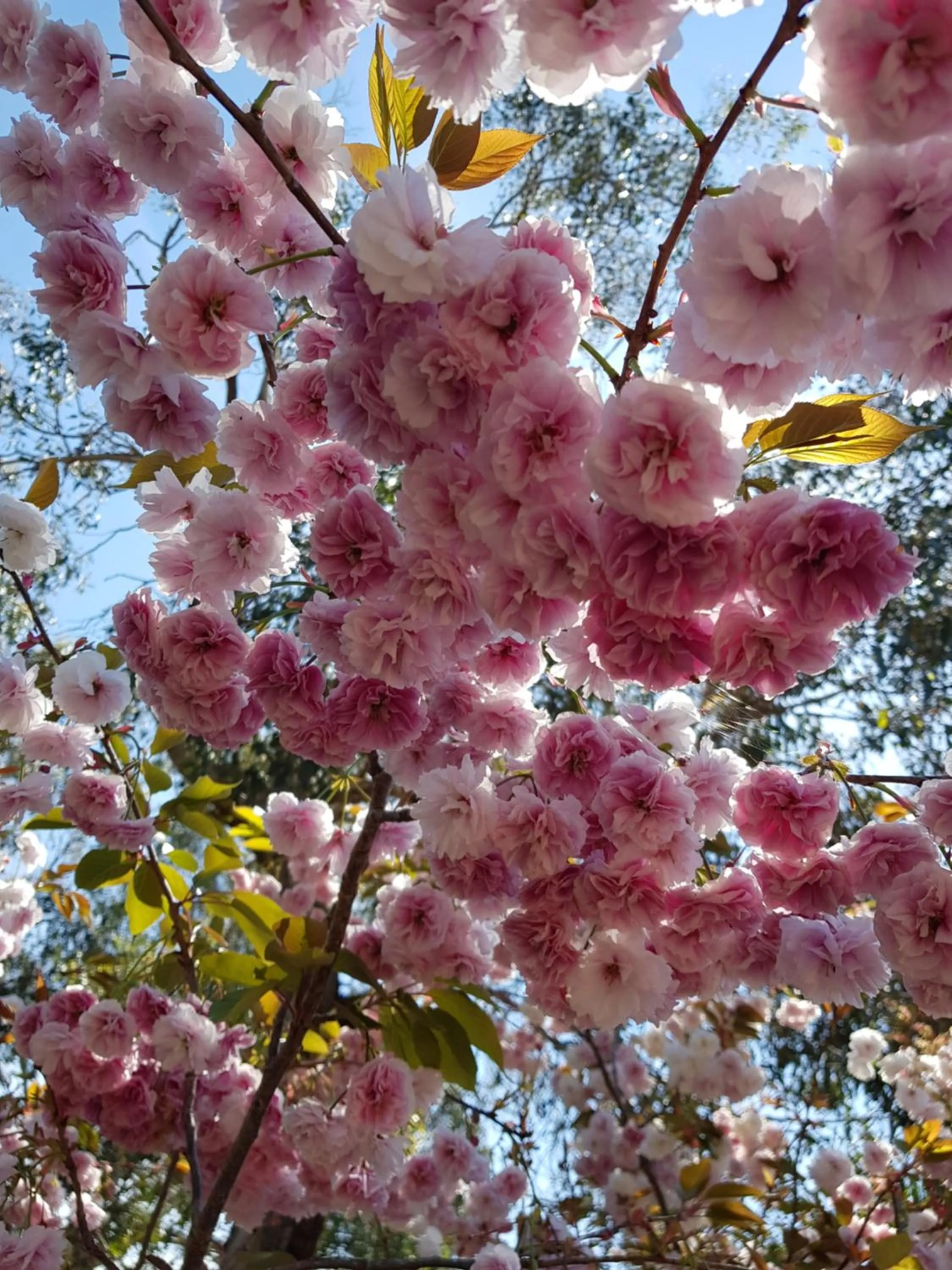 Spring, Other Animals in Woodbyne Resort