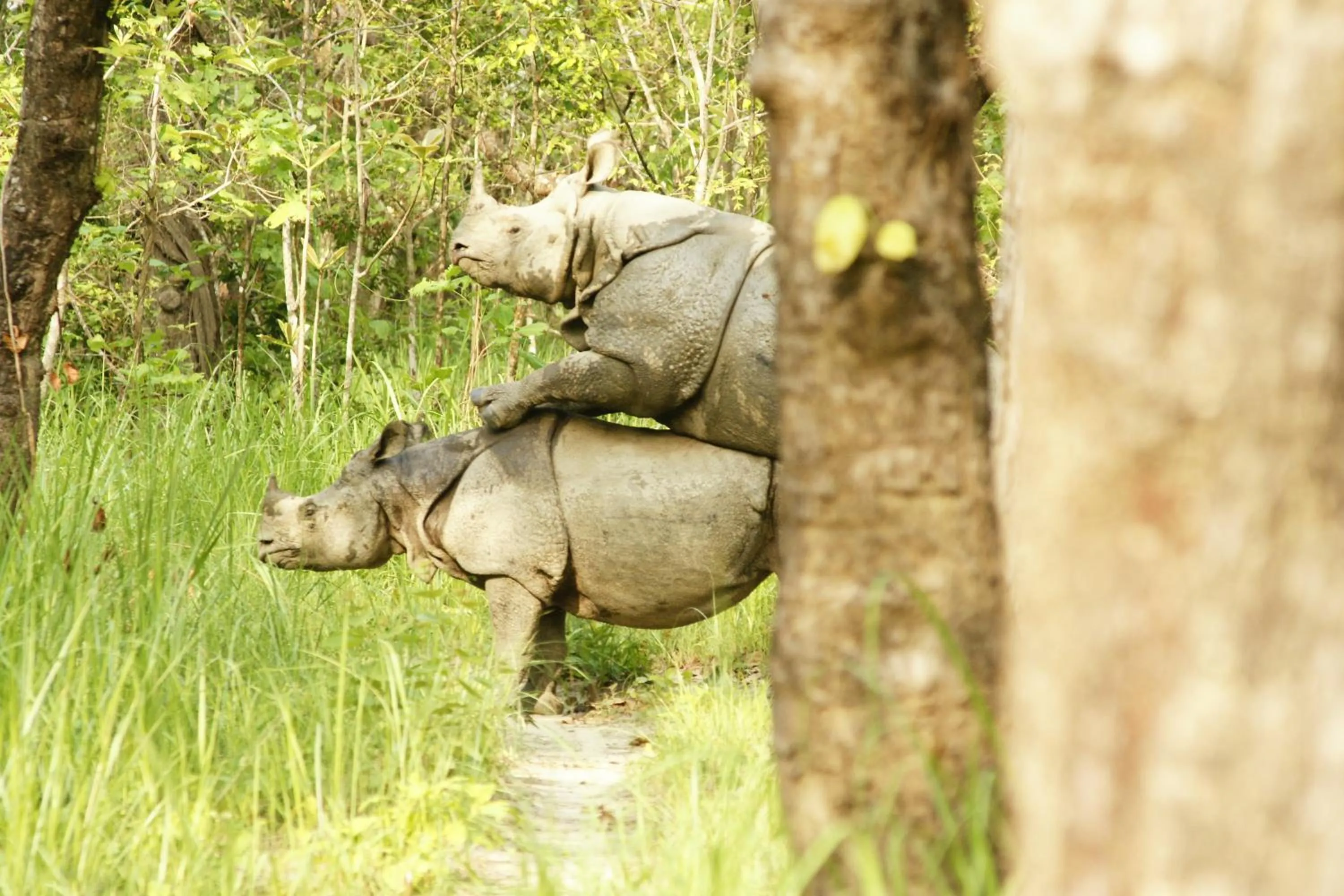 Jungle Wildlife Camp