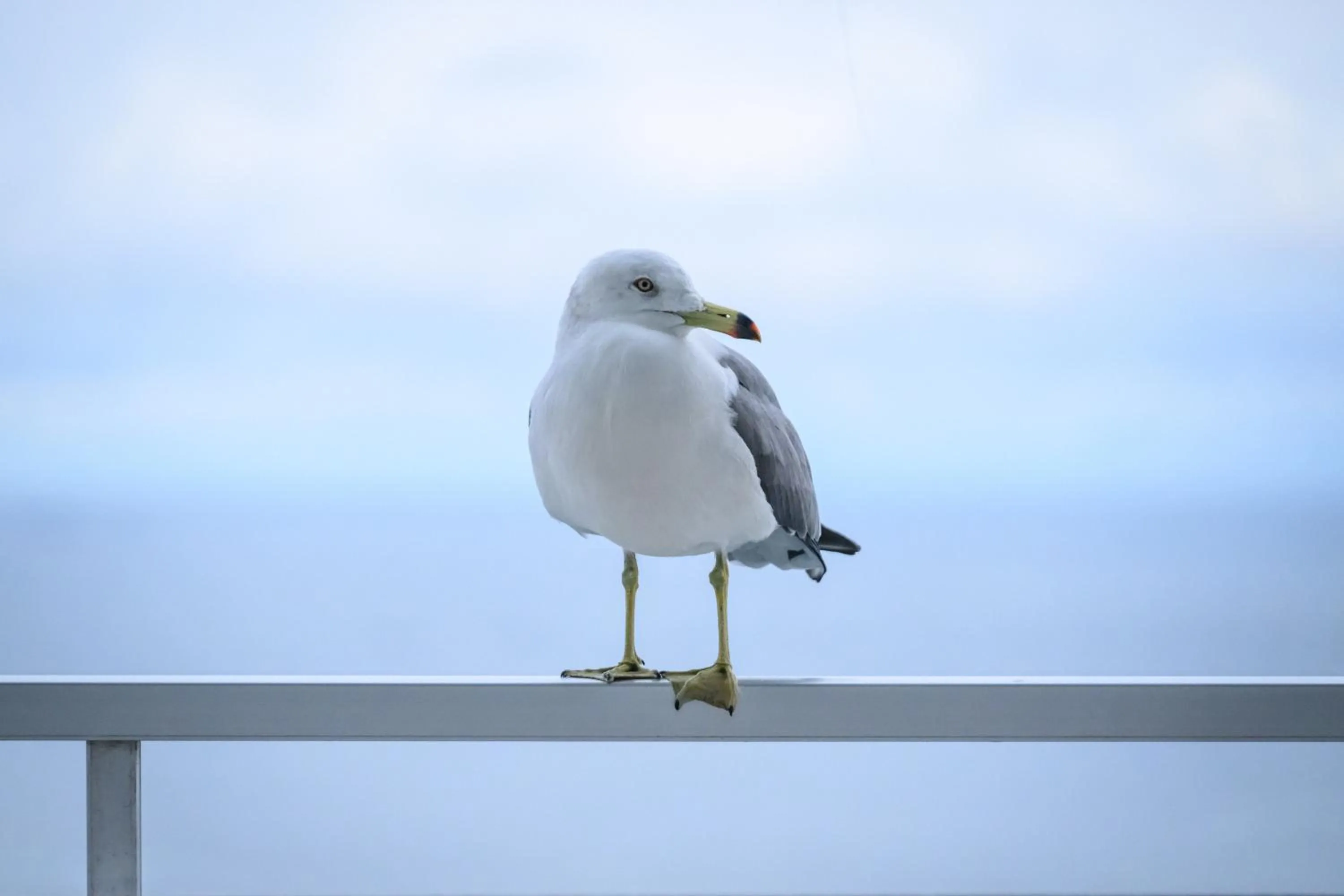 Natural landscape in Minami Sanriku Hotel kanyo