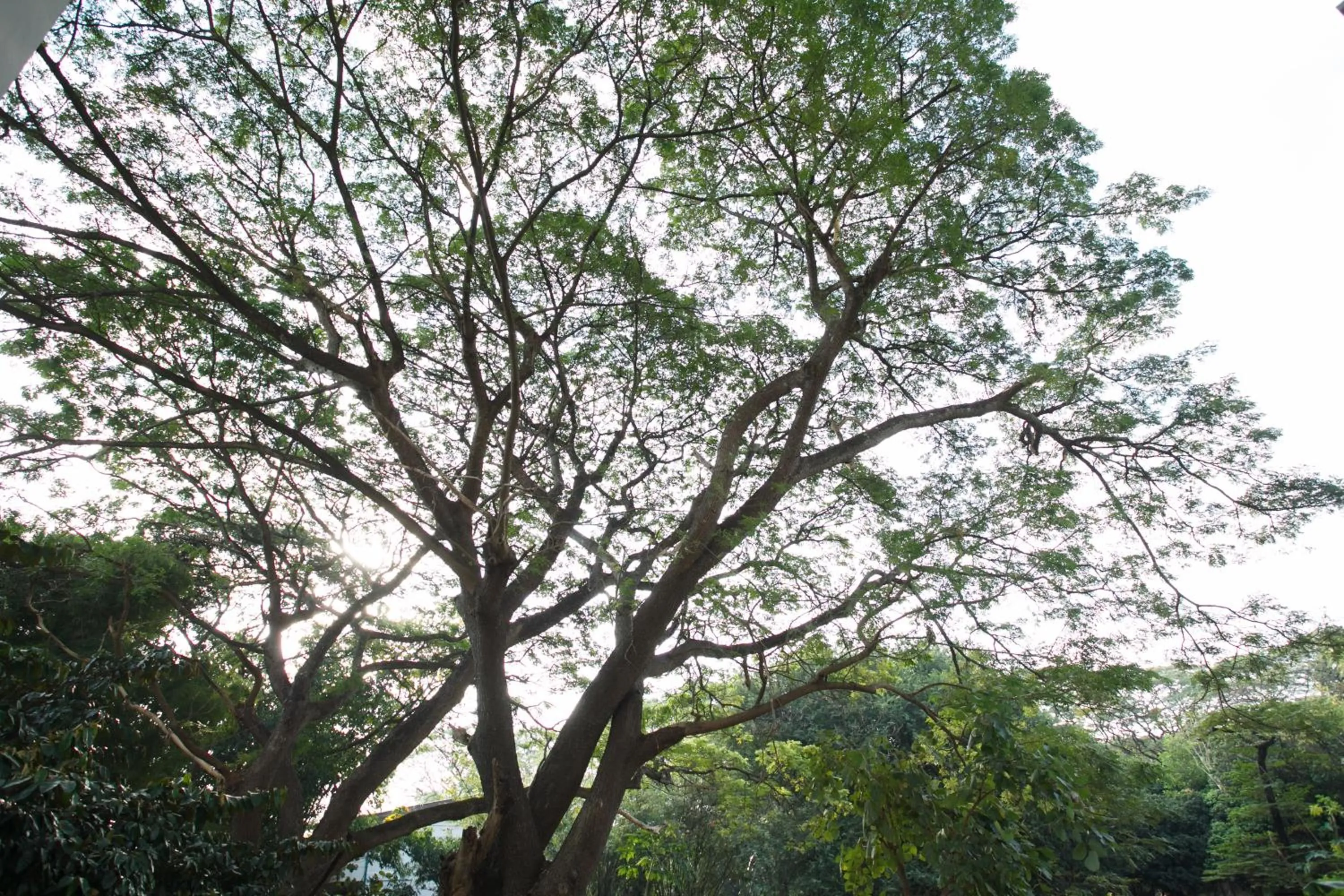 Garden view in Nivas Chiangmai