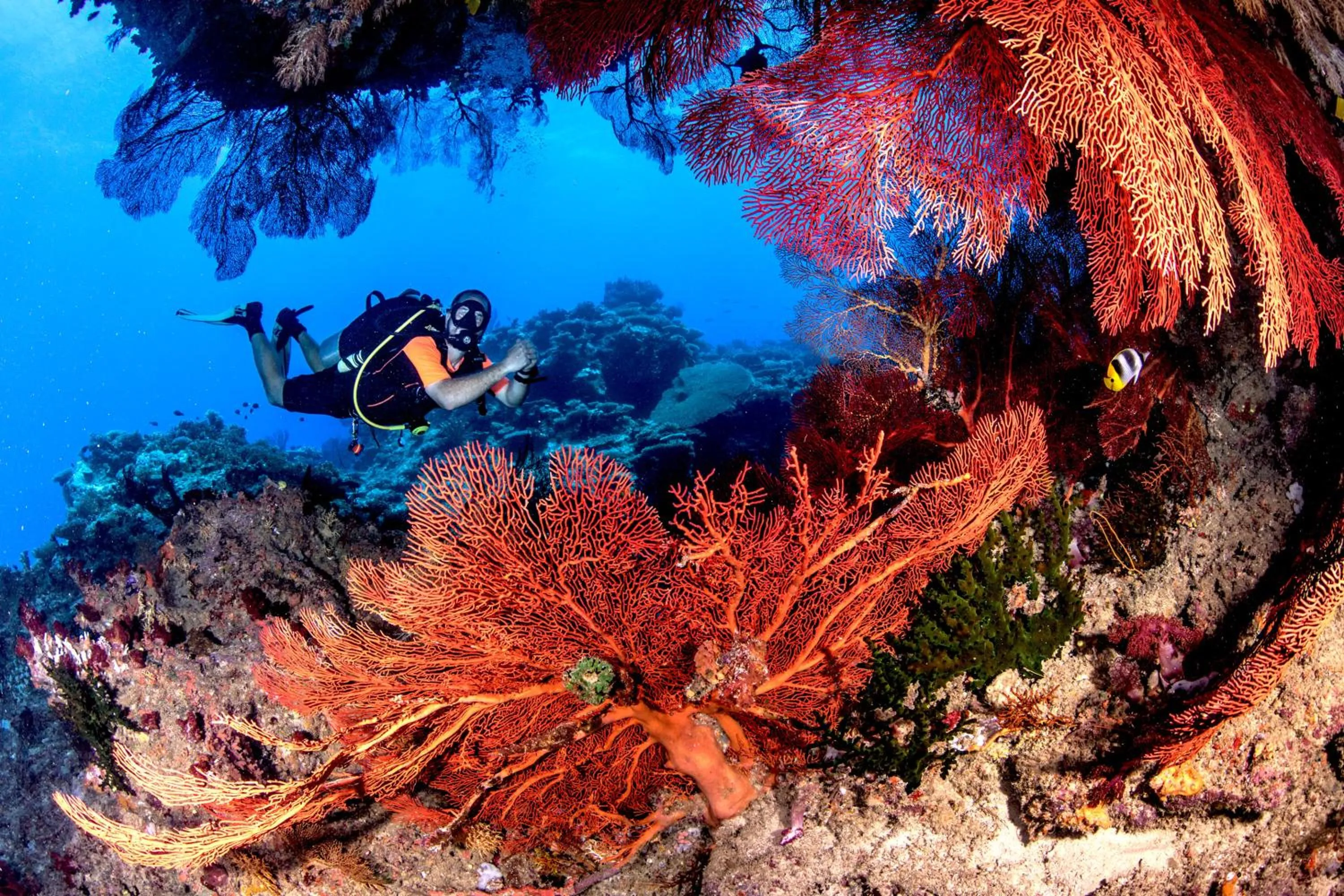 Diving in Waidroka Bay Resort