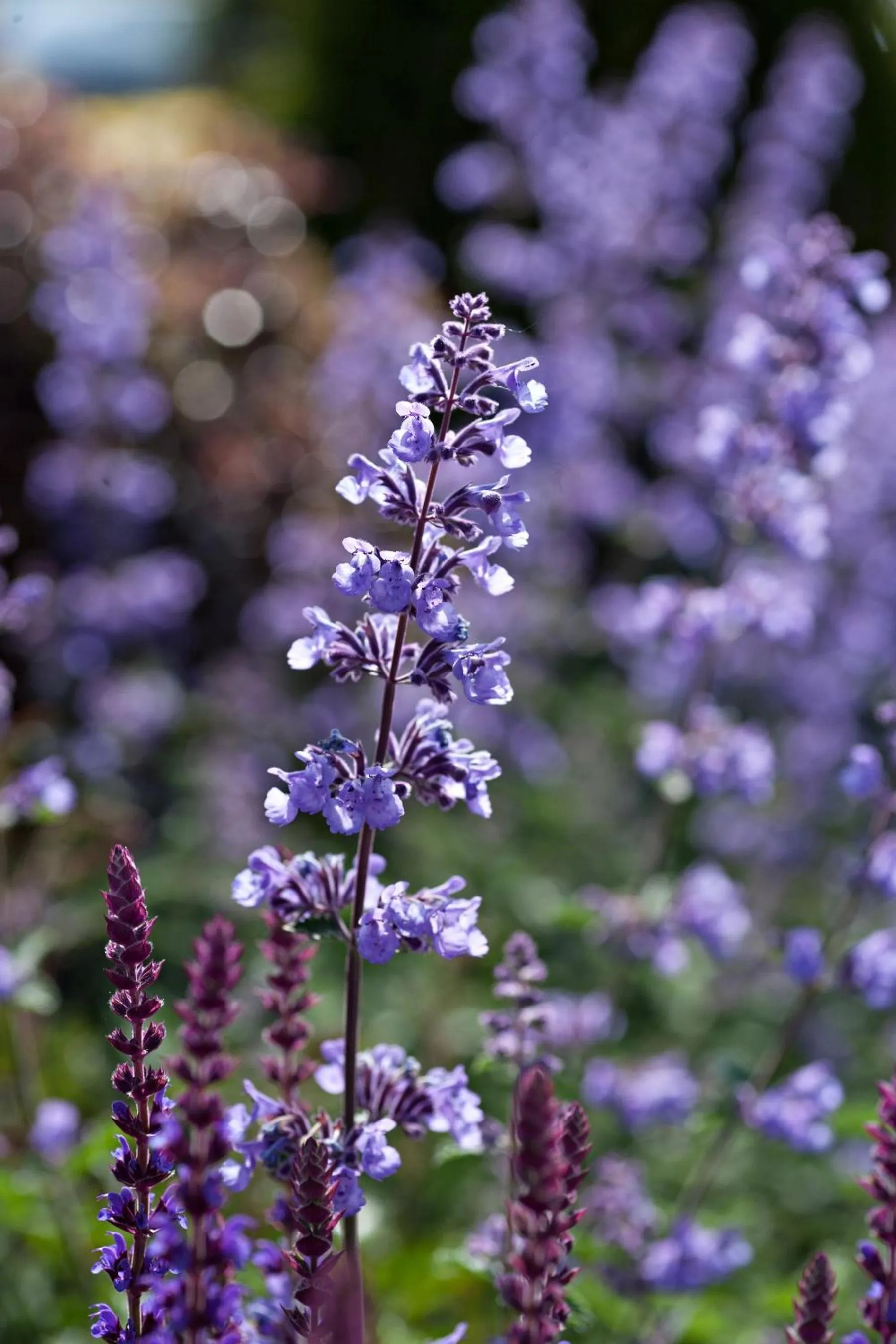 Natural landscape in Fota Island Hotel and Spa