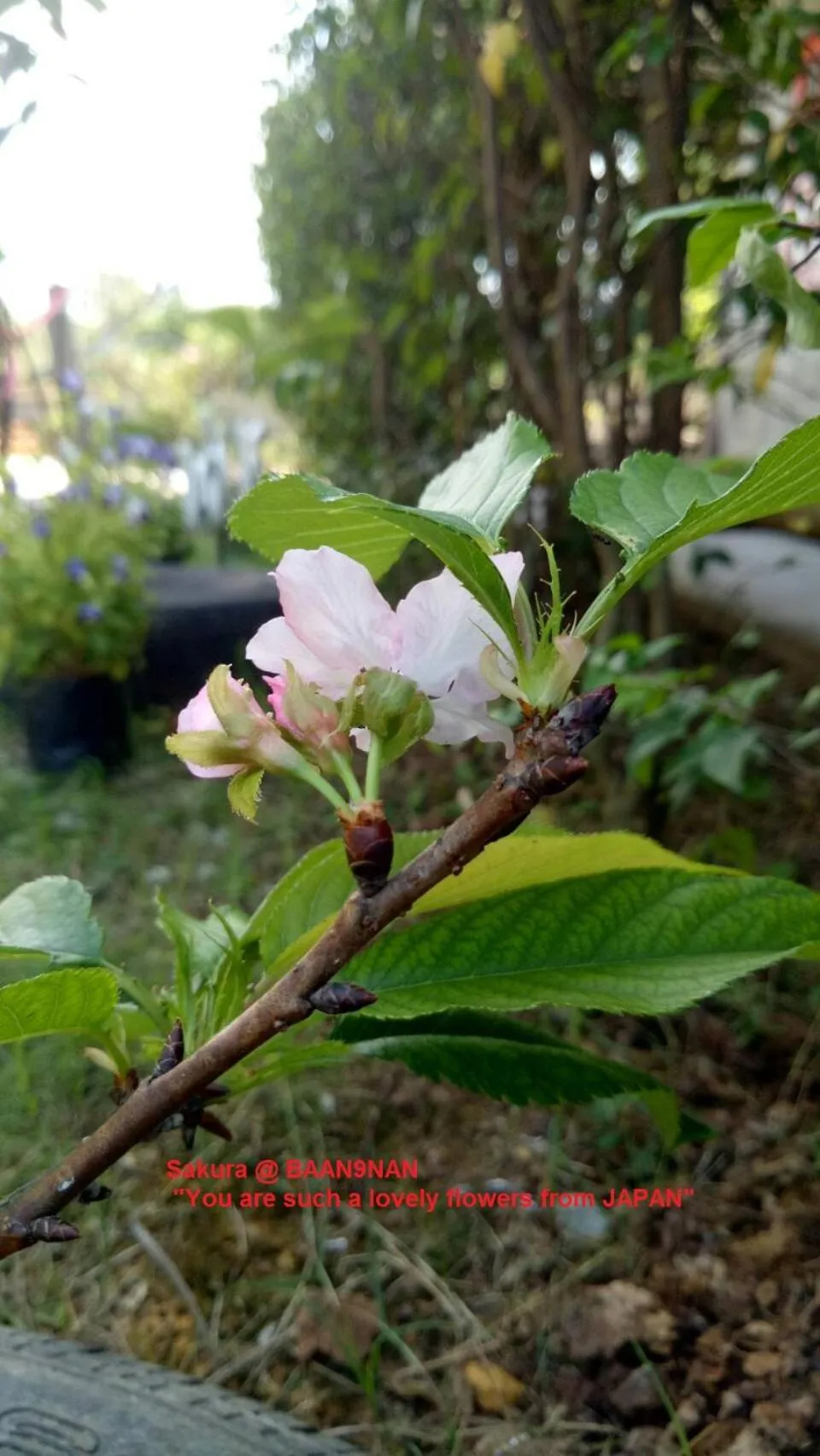 BAAN9NAN Guest Home in Nan City