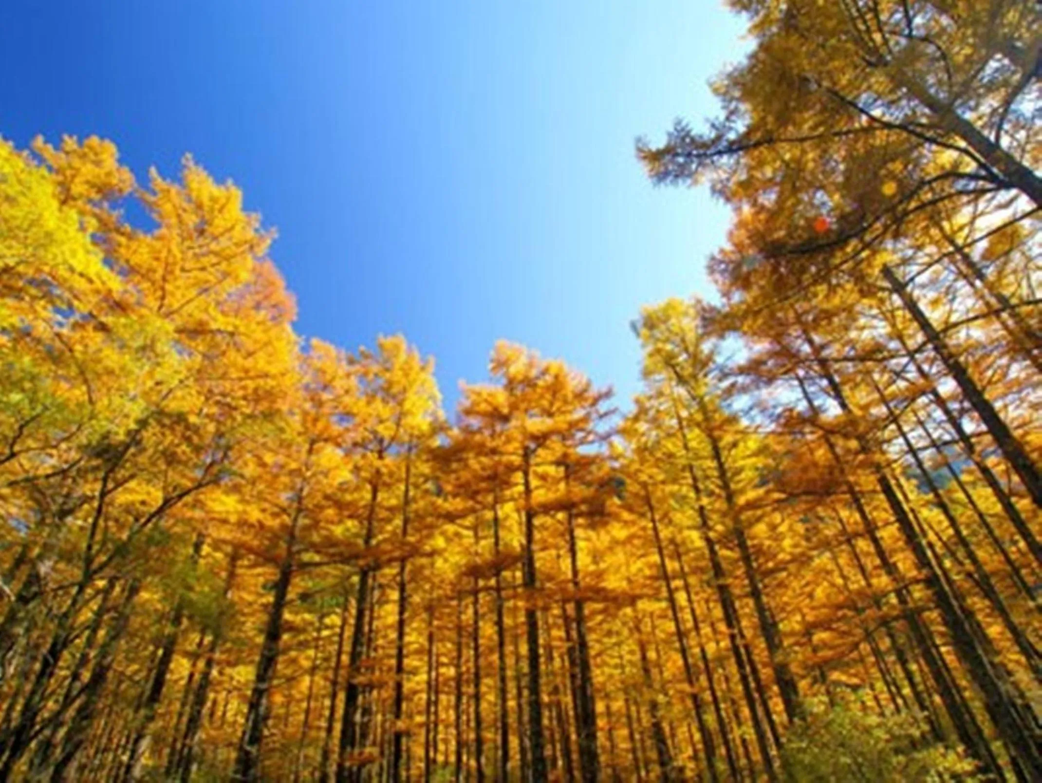 Natural landscape in Kamikochi Hotel Shirakabaso