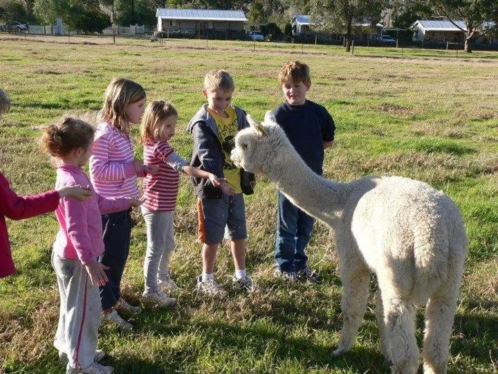 Animals in Starline Alpacas Farmstay Resort