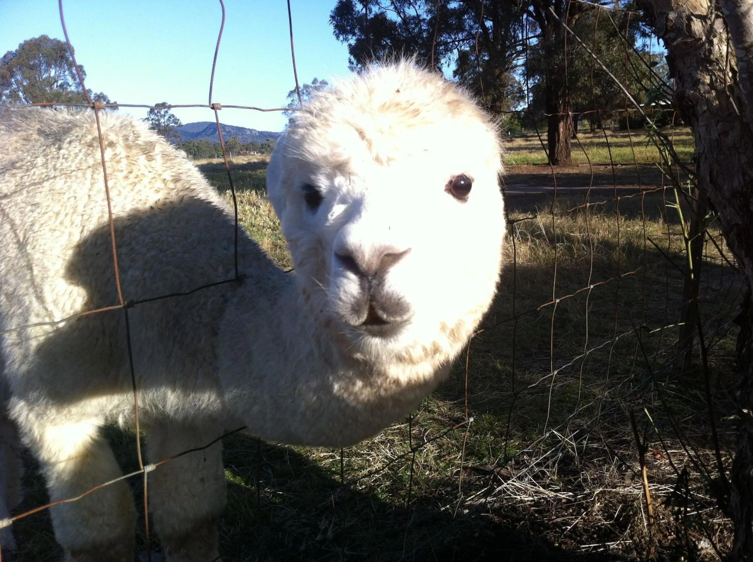 Animals in Starline Alpacas Farmstay Resort