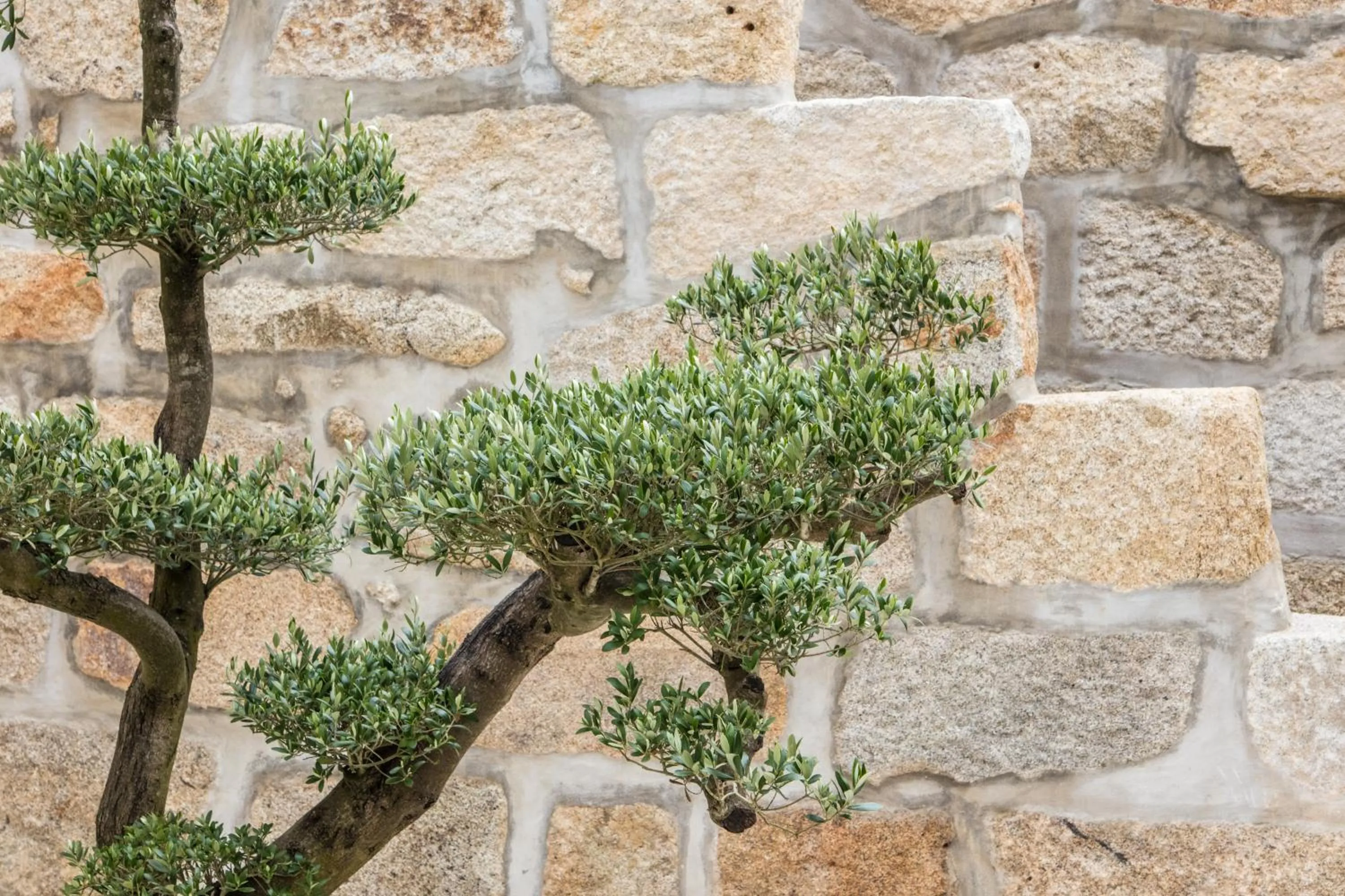 Garden in Porto Deluxe Suites