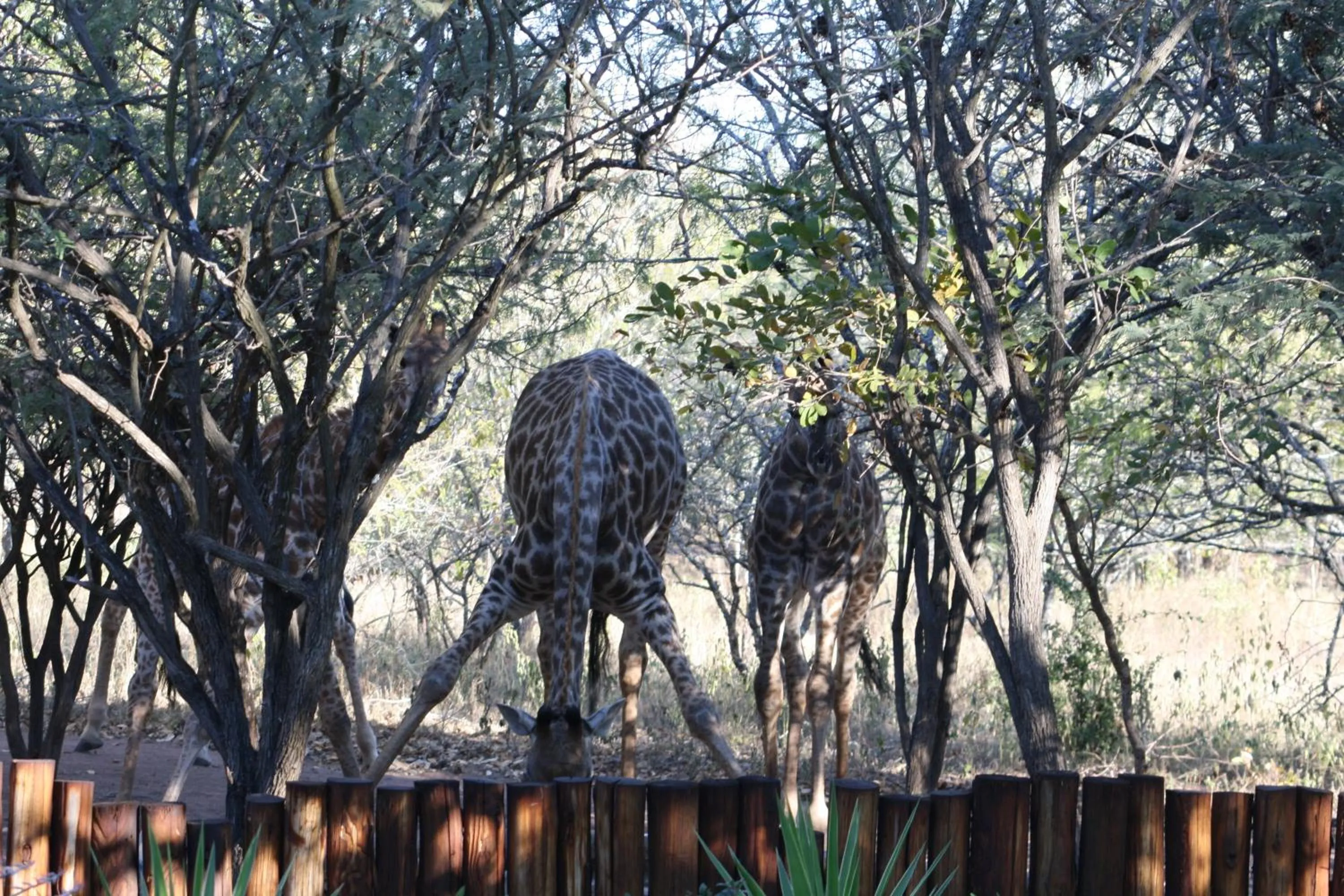 Facade/entrance in Needles Lodge