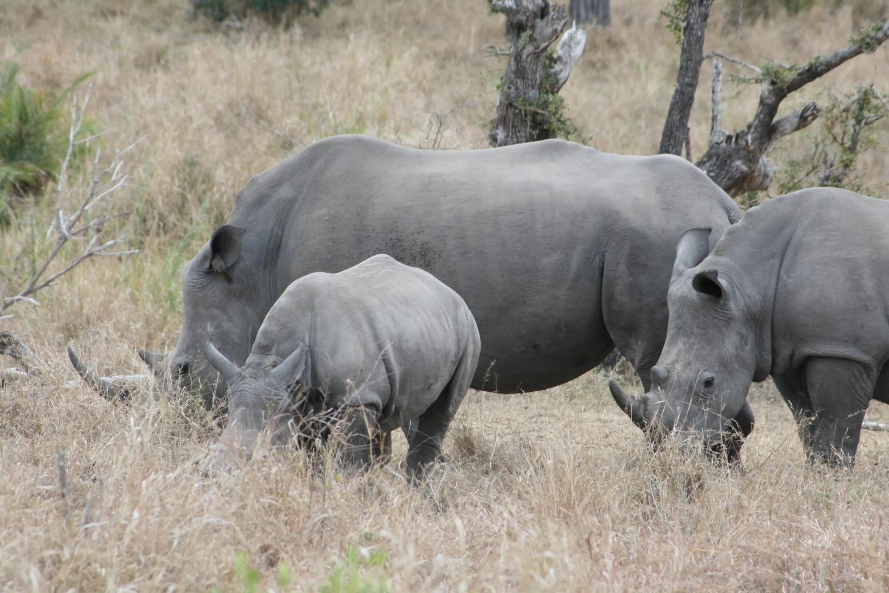 Area and facilities in Needles Lodge