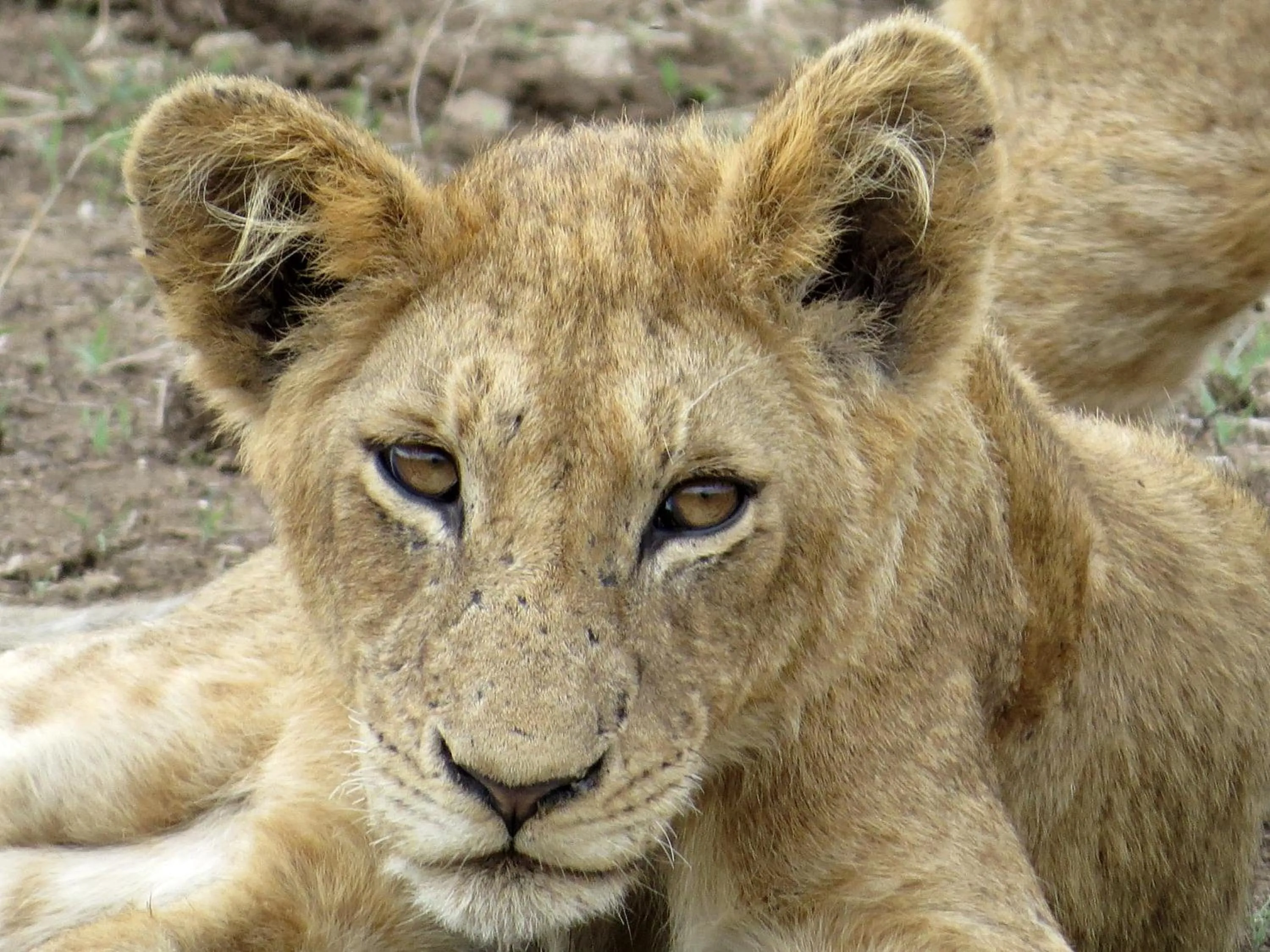 Area and facilities in Needles Lodge