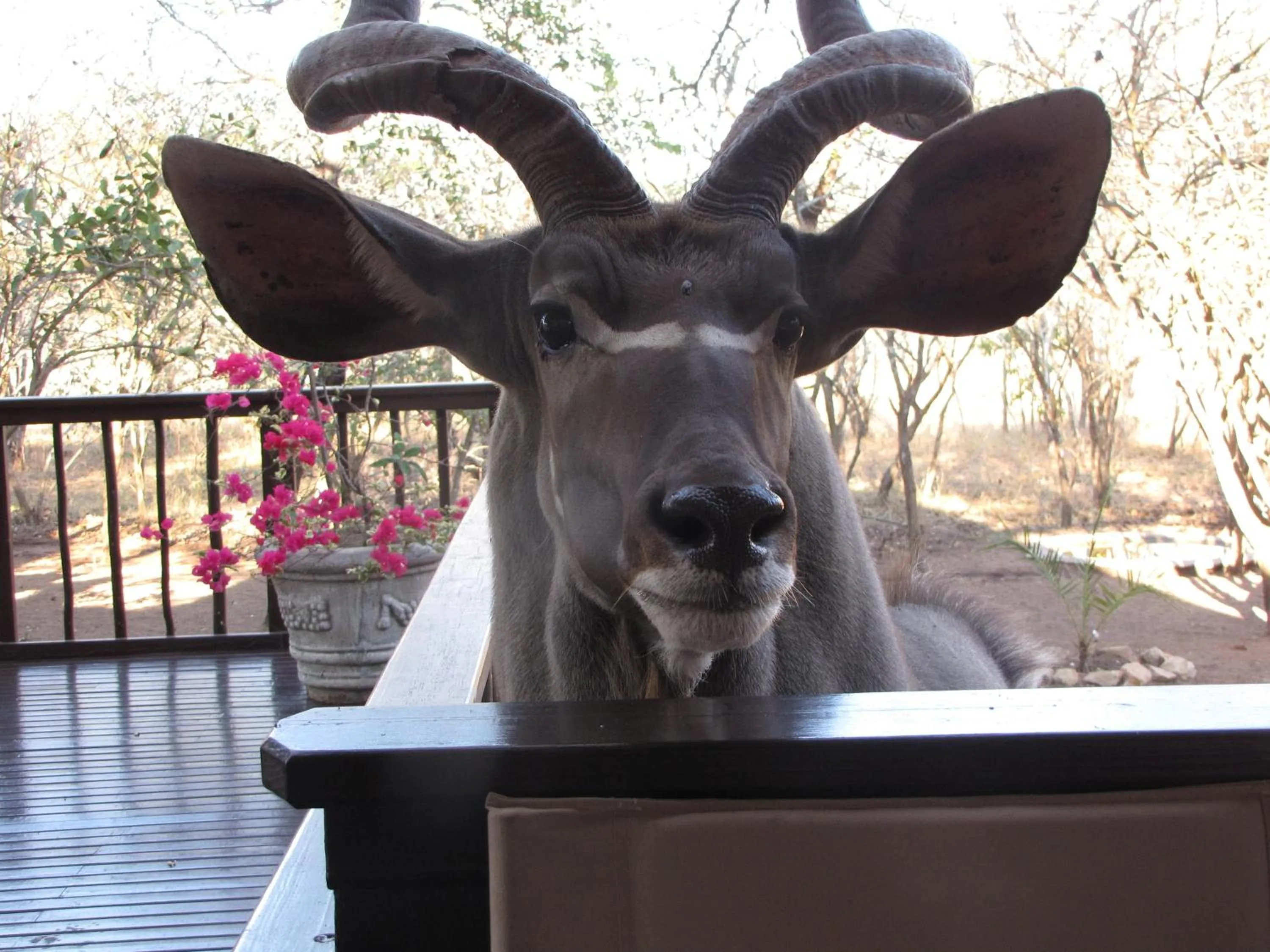 Balcony/Terrace in Needles Lodge