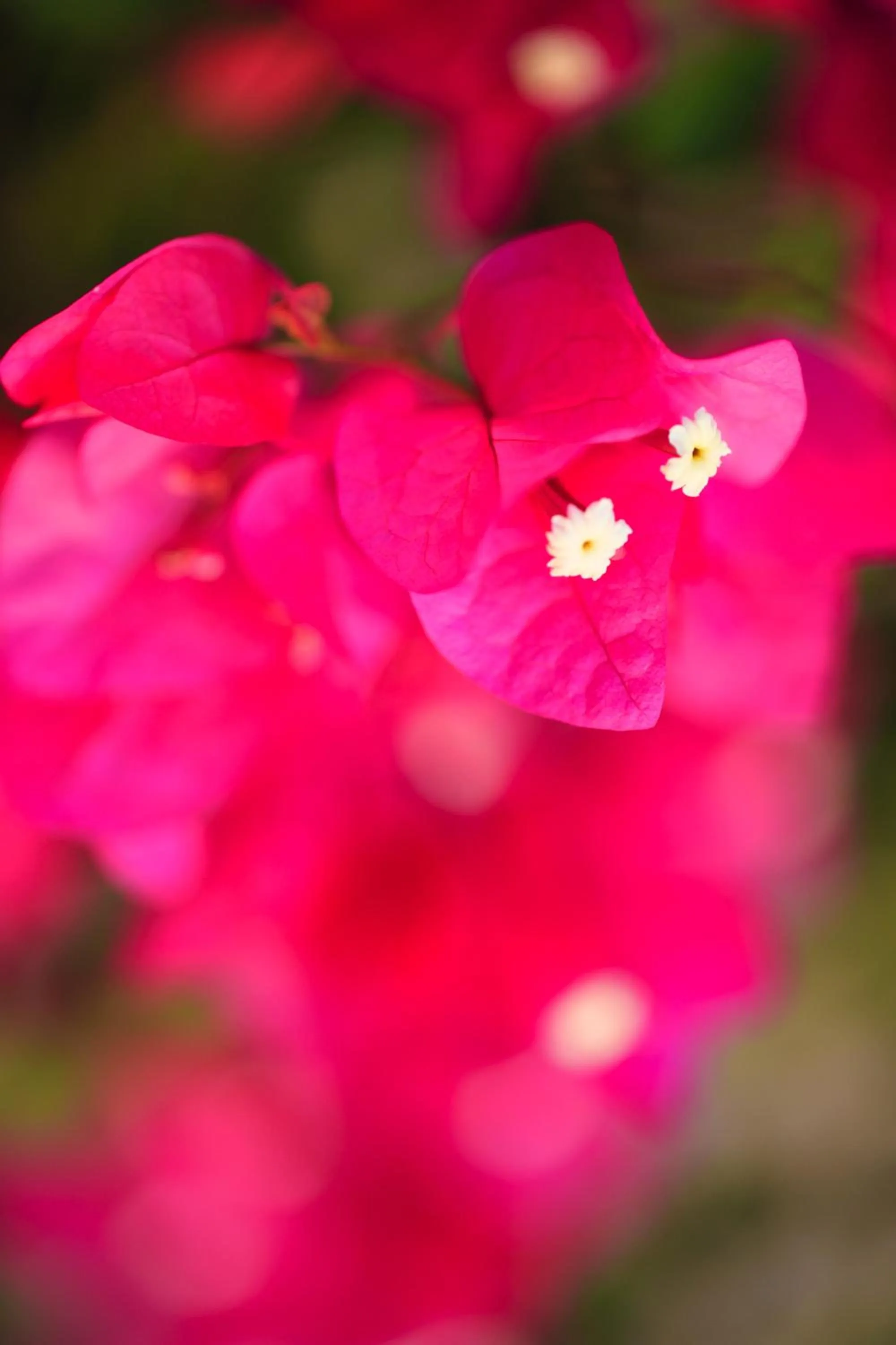 Garden in Stroubis Studios I