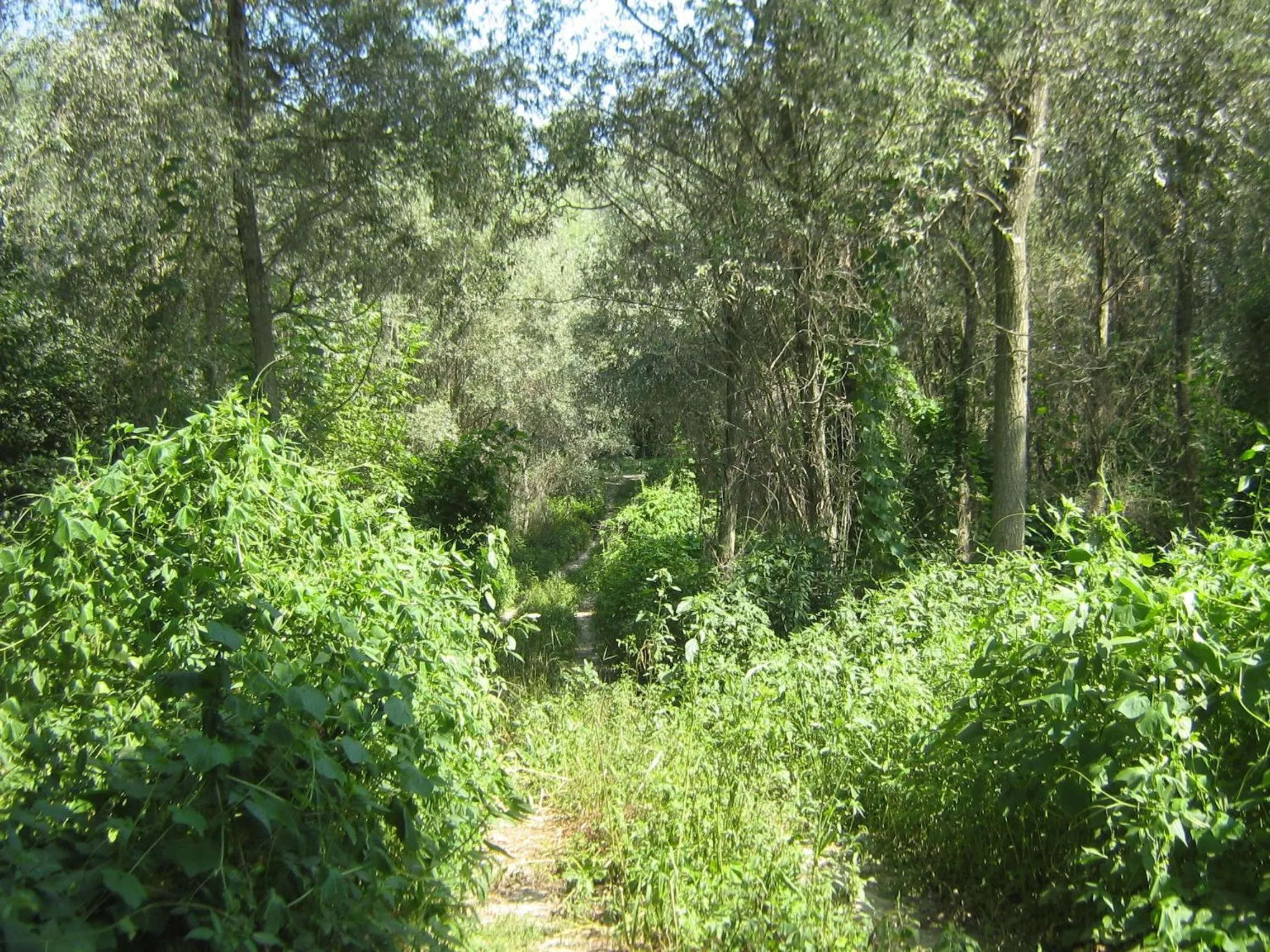 Nearby landmark in Hostiliae Ciminiera Hotel