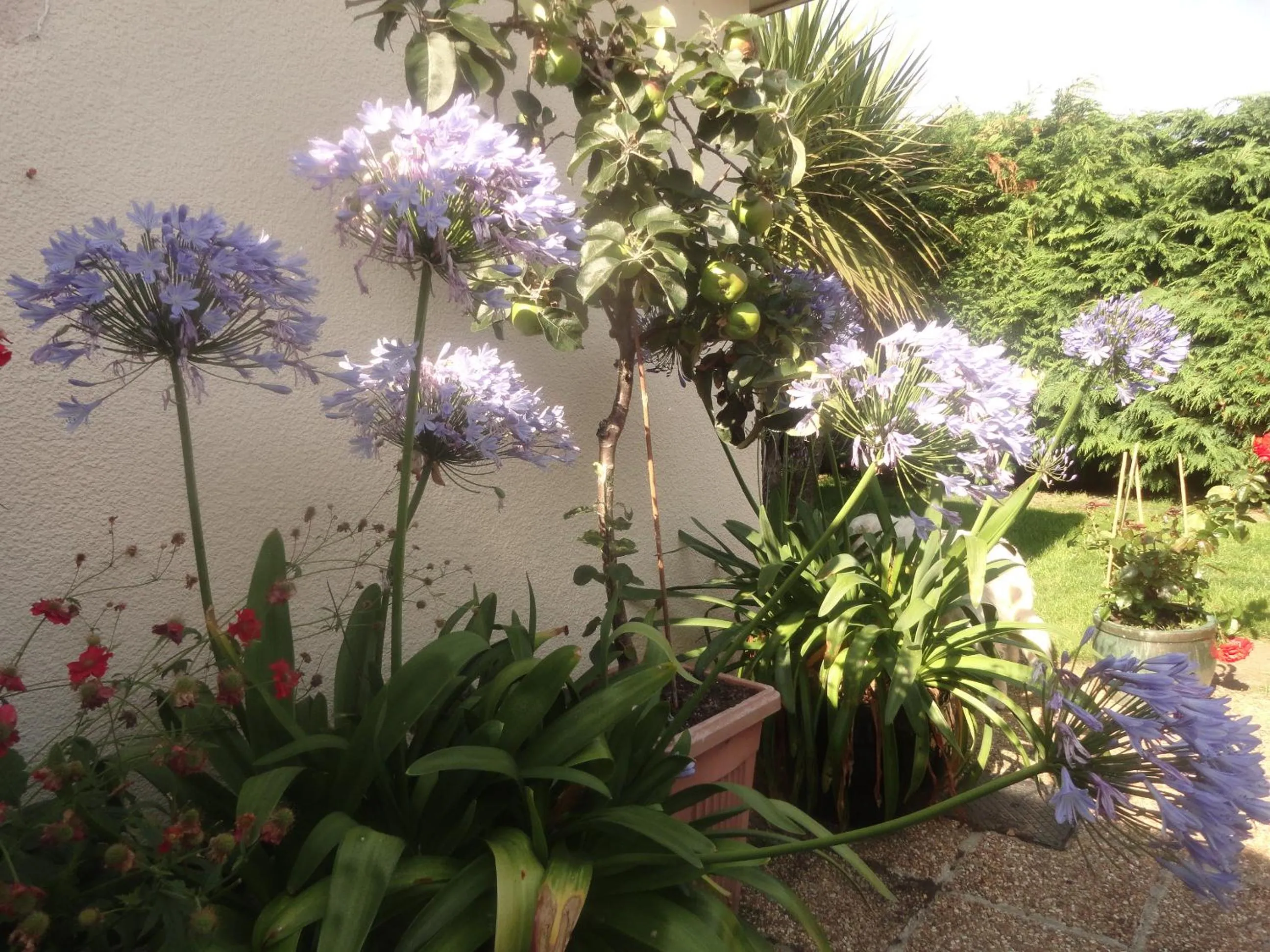 Garden in Orley House B&B