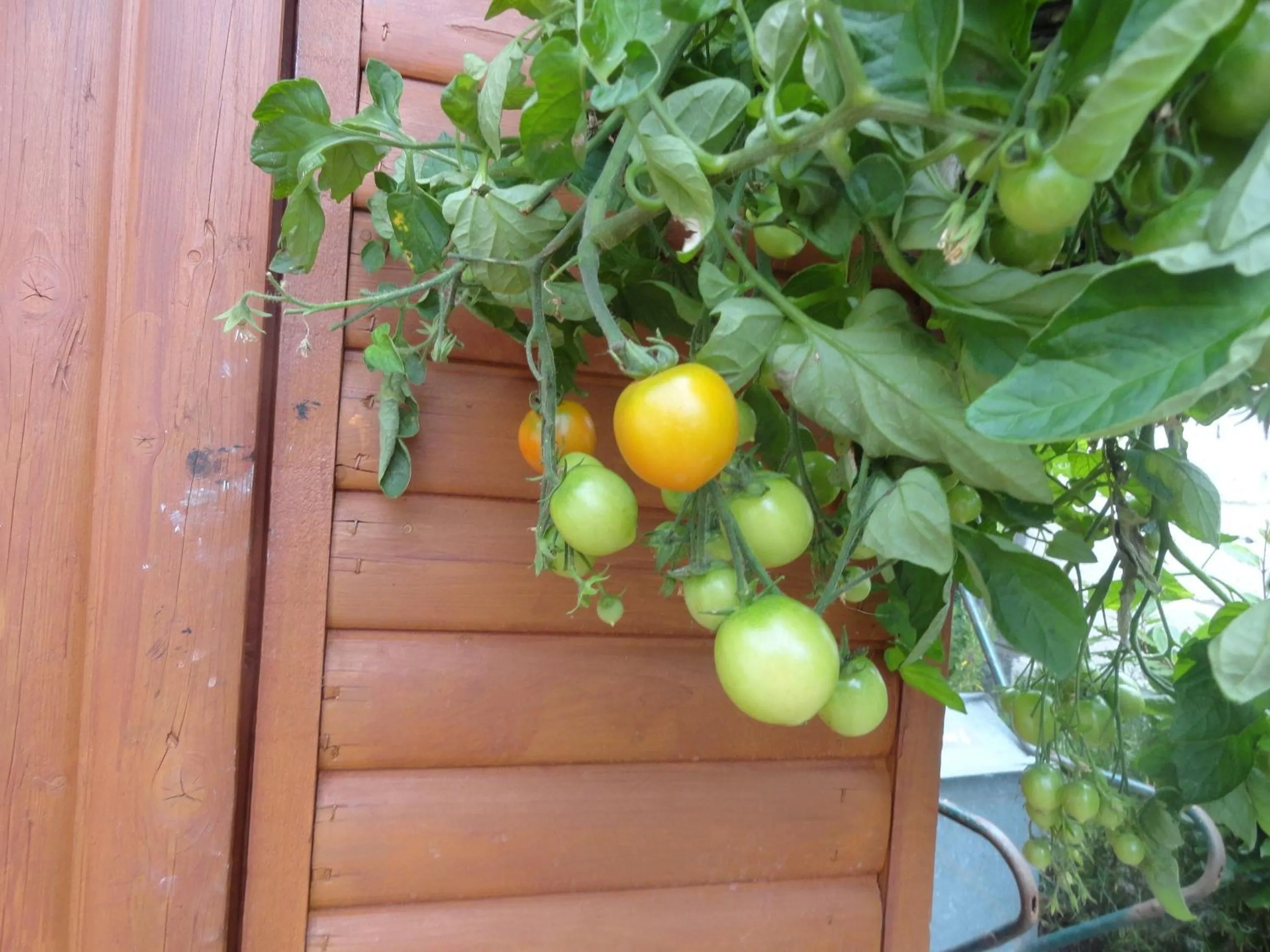 Garden in Orley House B&B