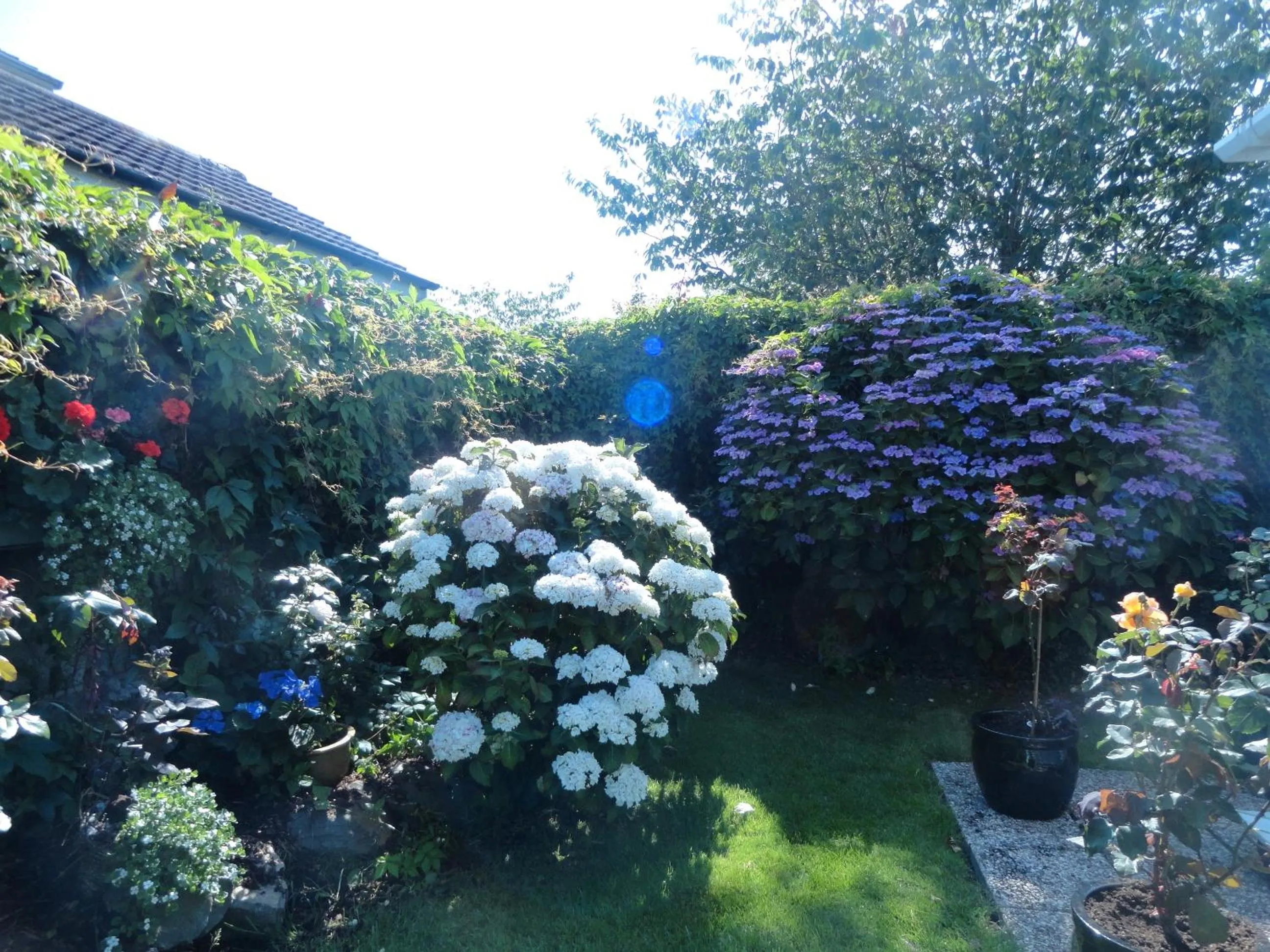 Garden in Orley House B&B