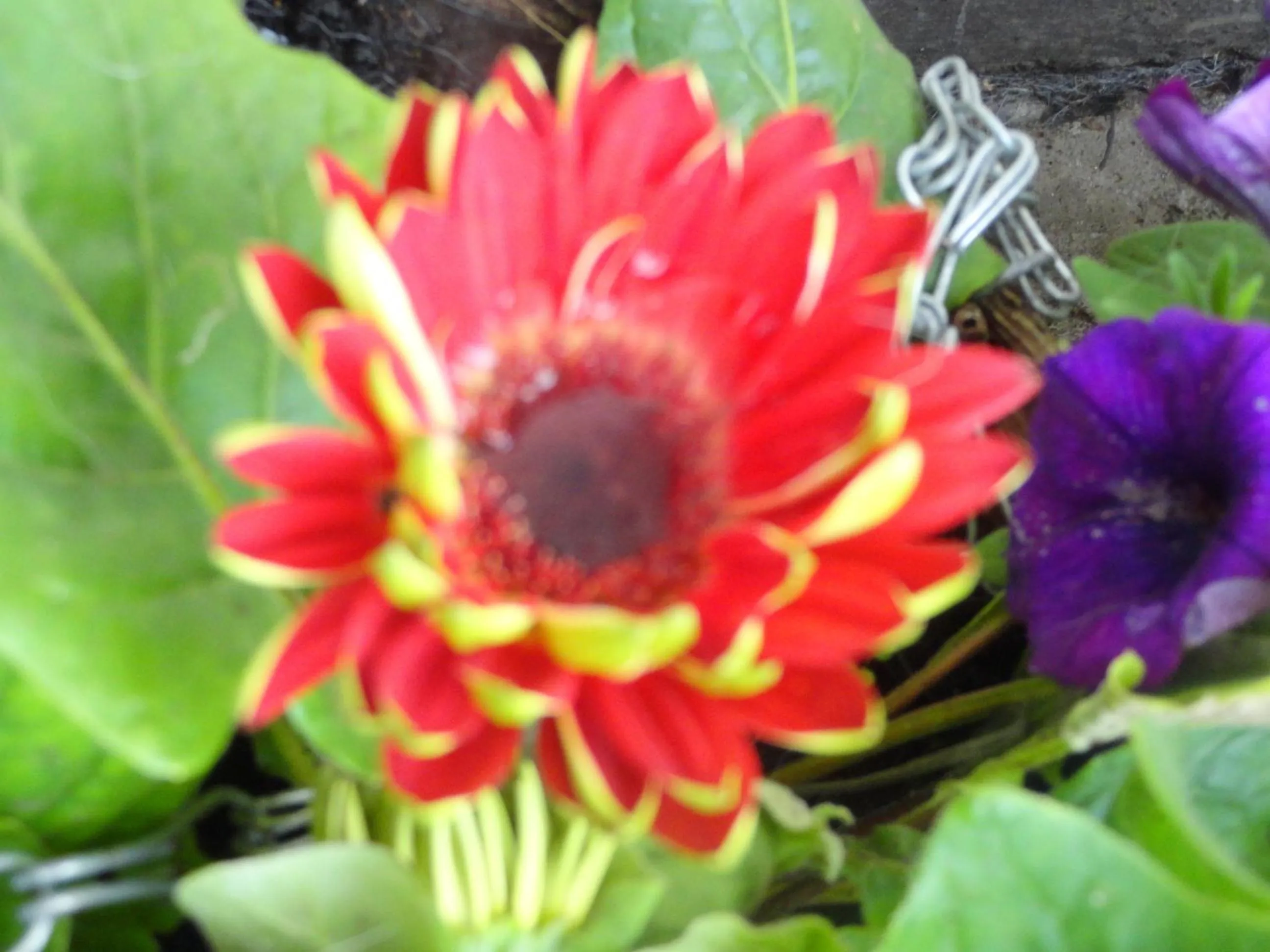 Garden in Orley House B&B