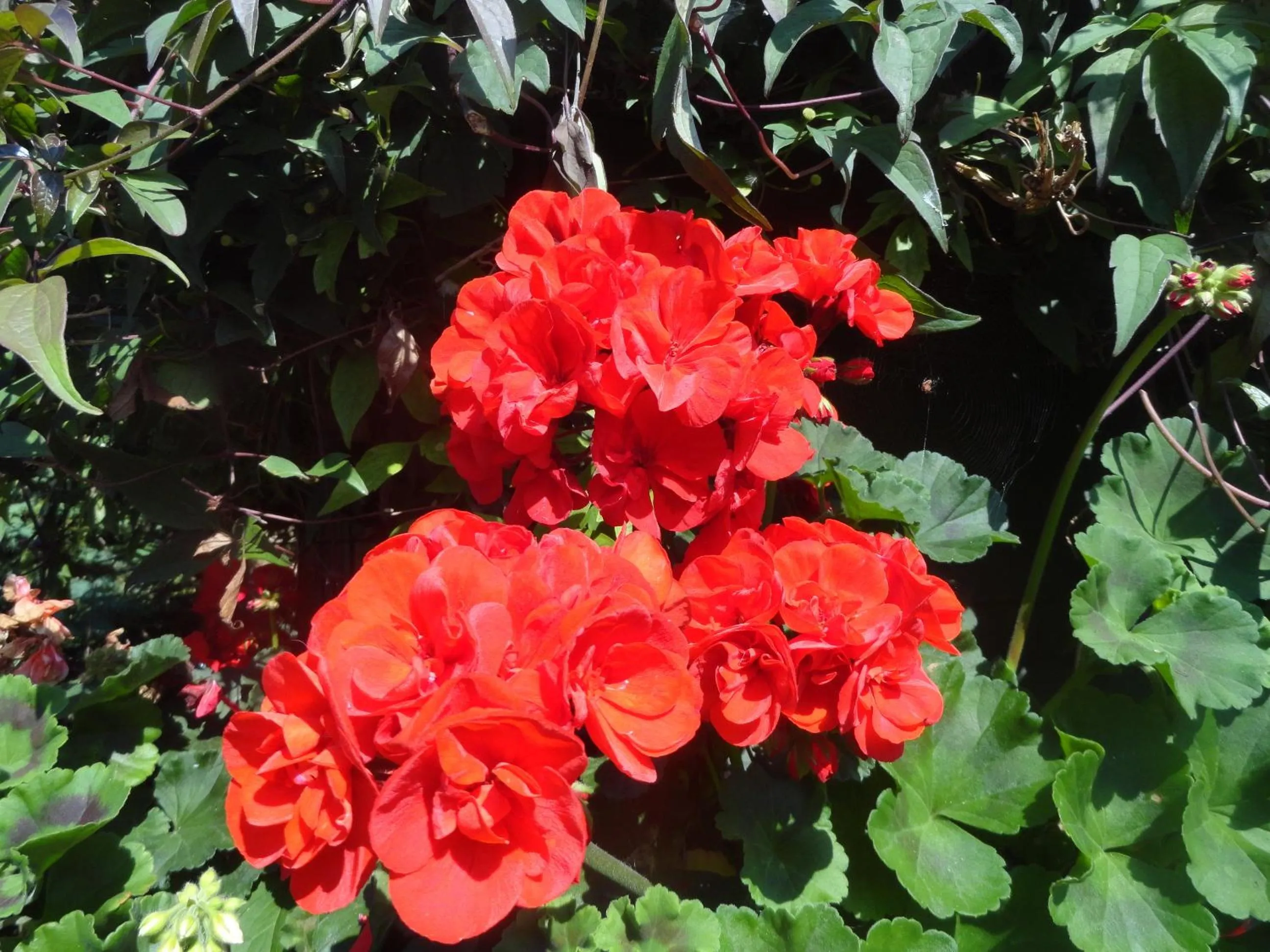 Garden in Orley House B&B