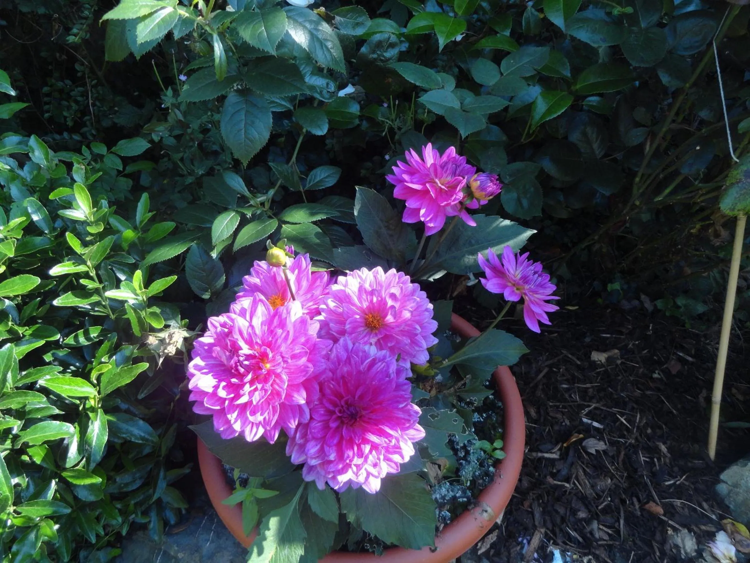 Garden in Orley House B&B