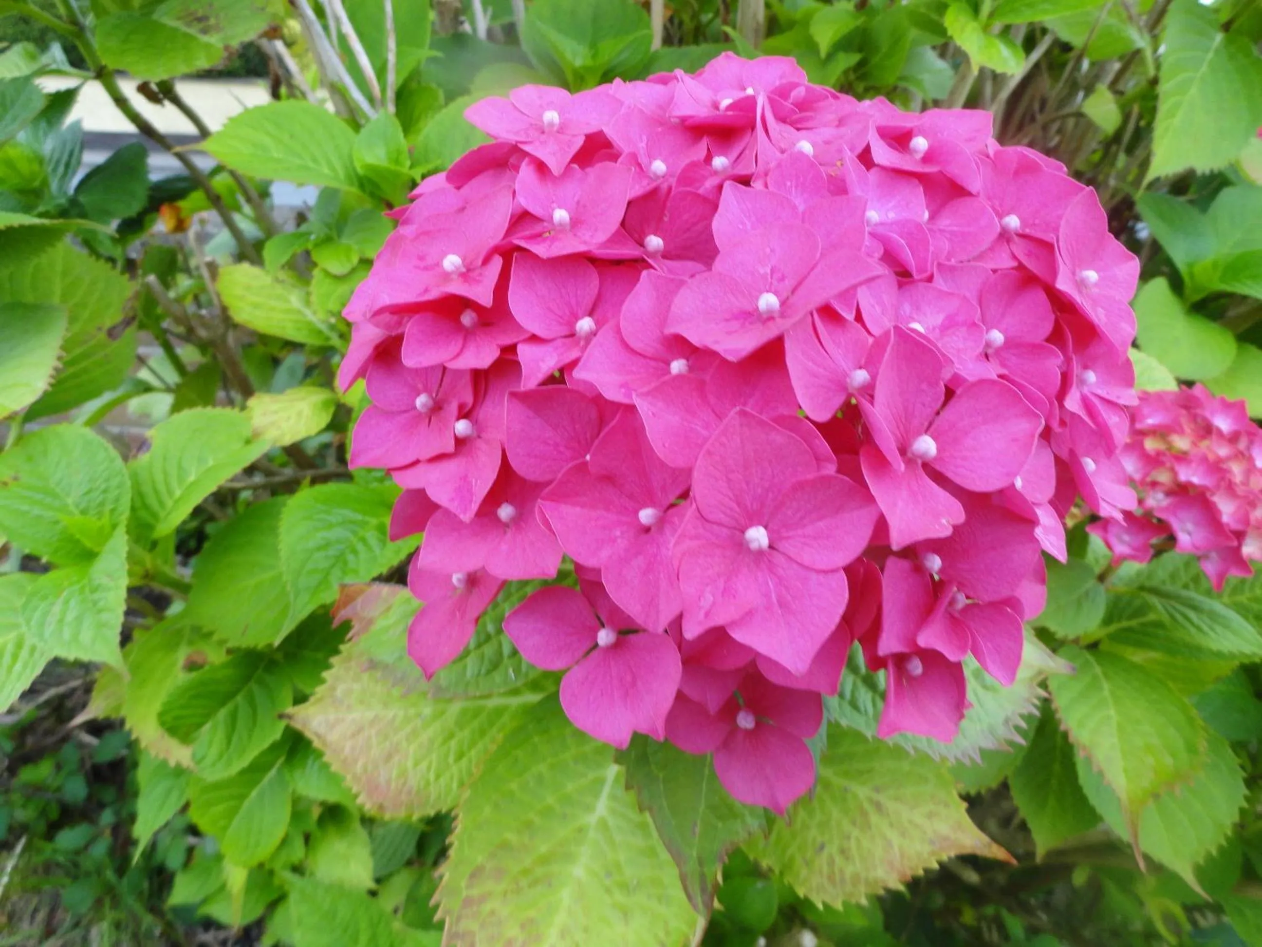 Garden in Orley House B&B