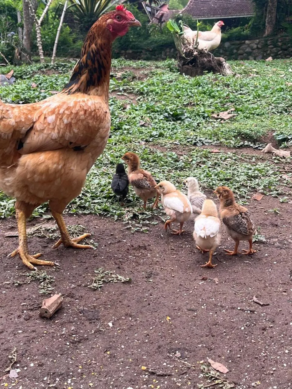 Pousada Sabor da Serra