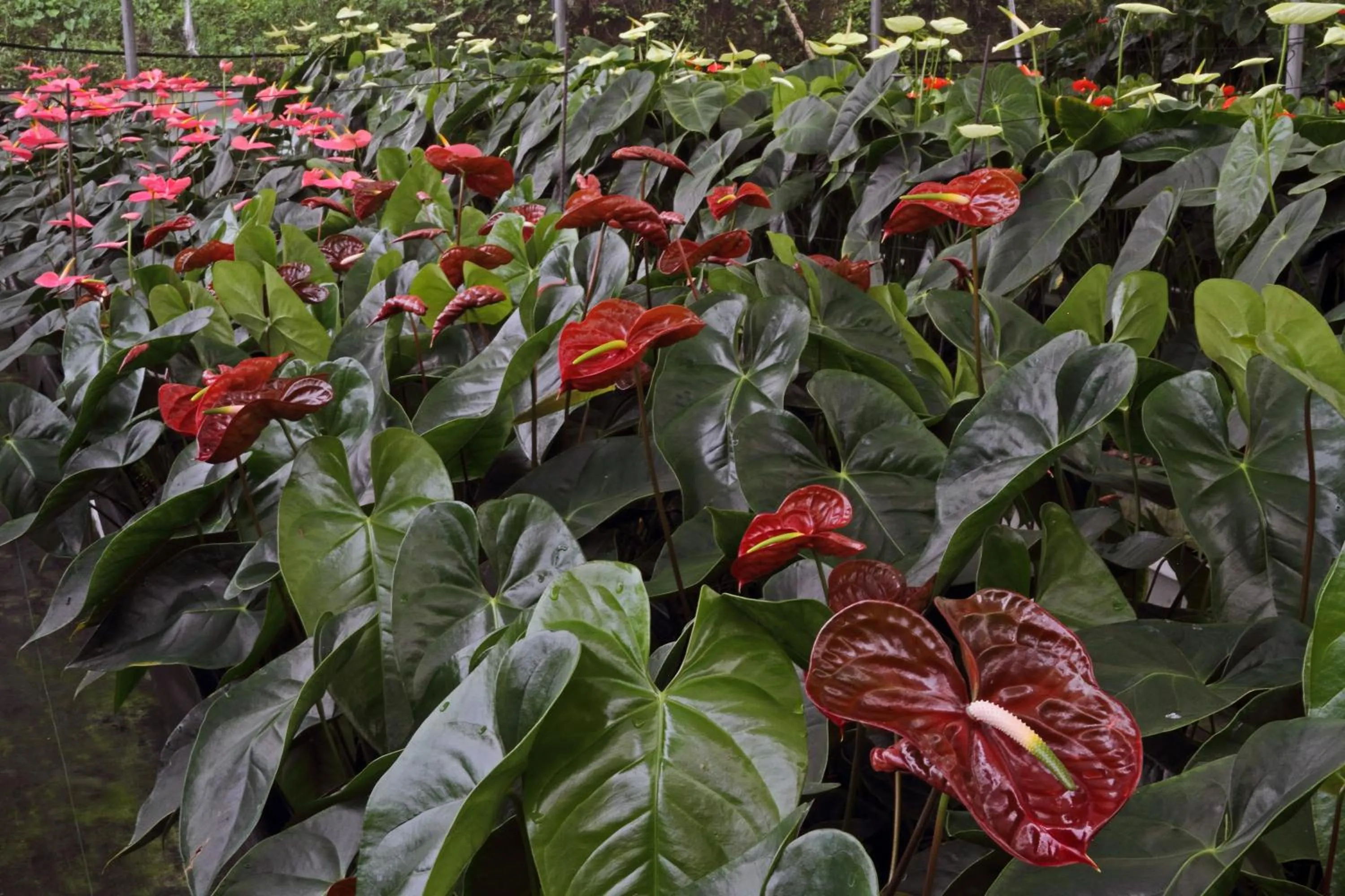 Property building in Finca Hamburgo La Ruta del Cafe