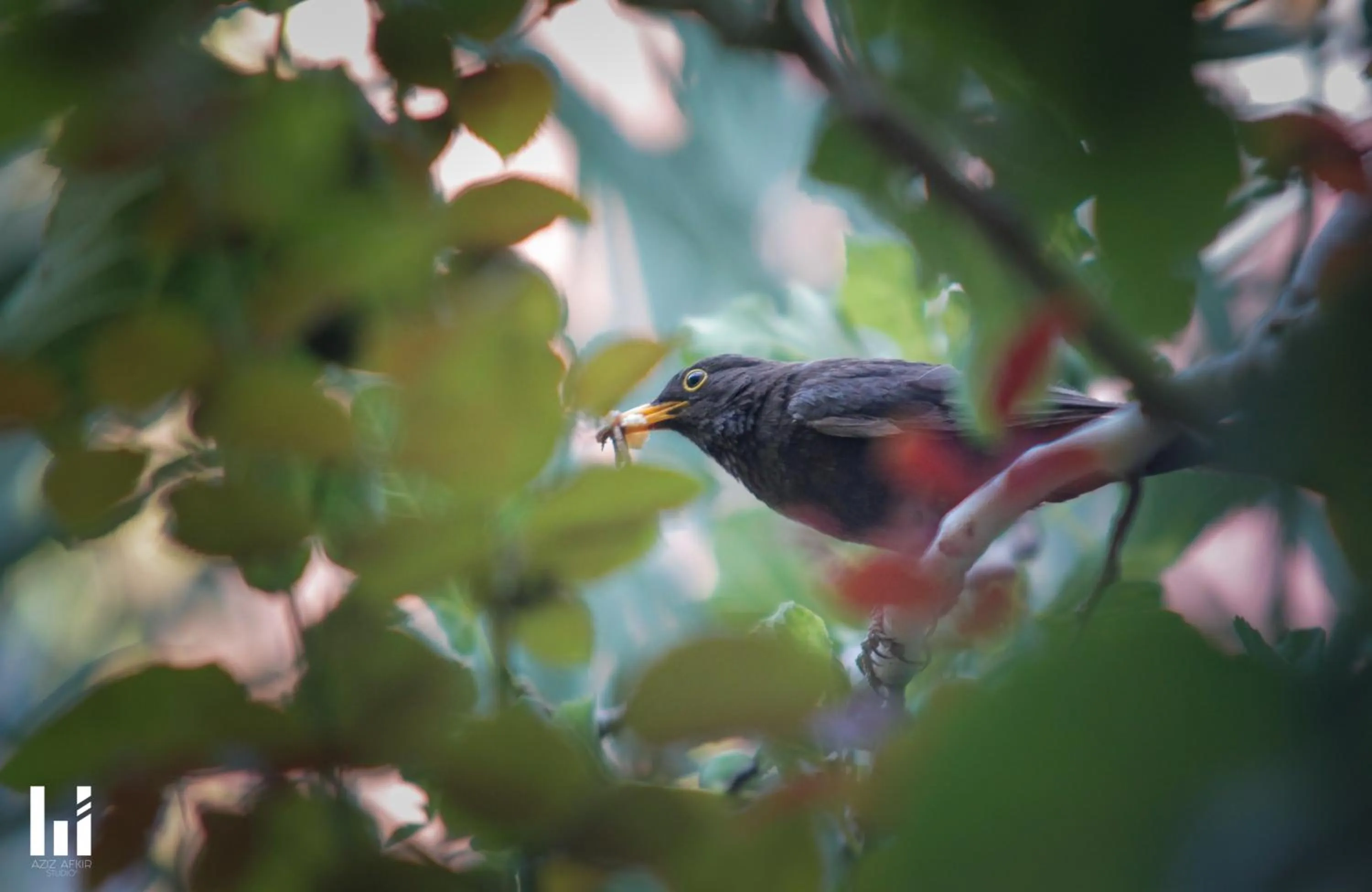 Garden view in Maison d'hôtes Dar Farhana