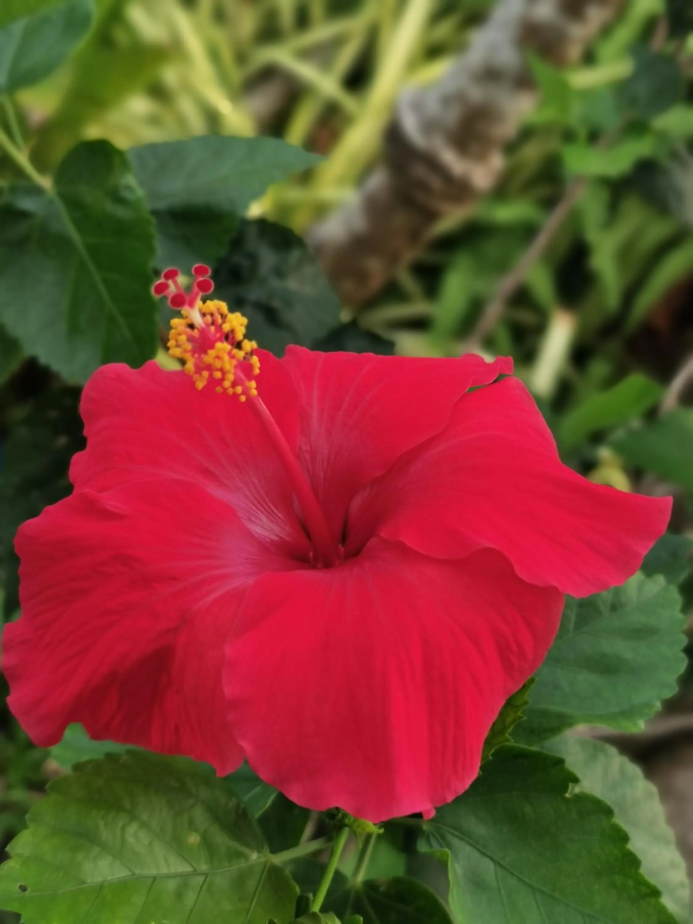 Natural landscape in Villa The Spot Koh Samui