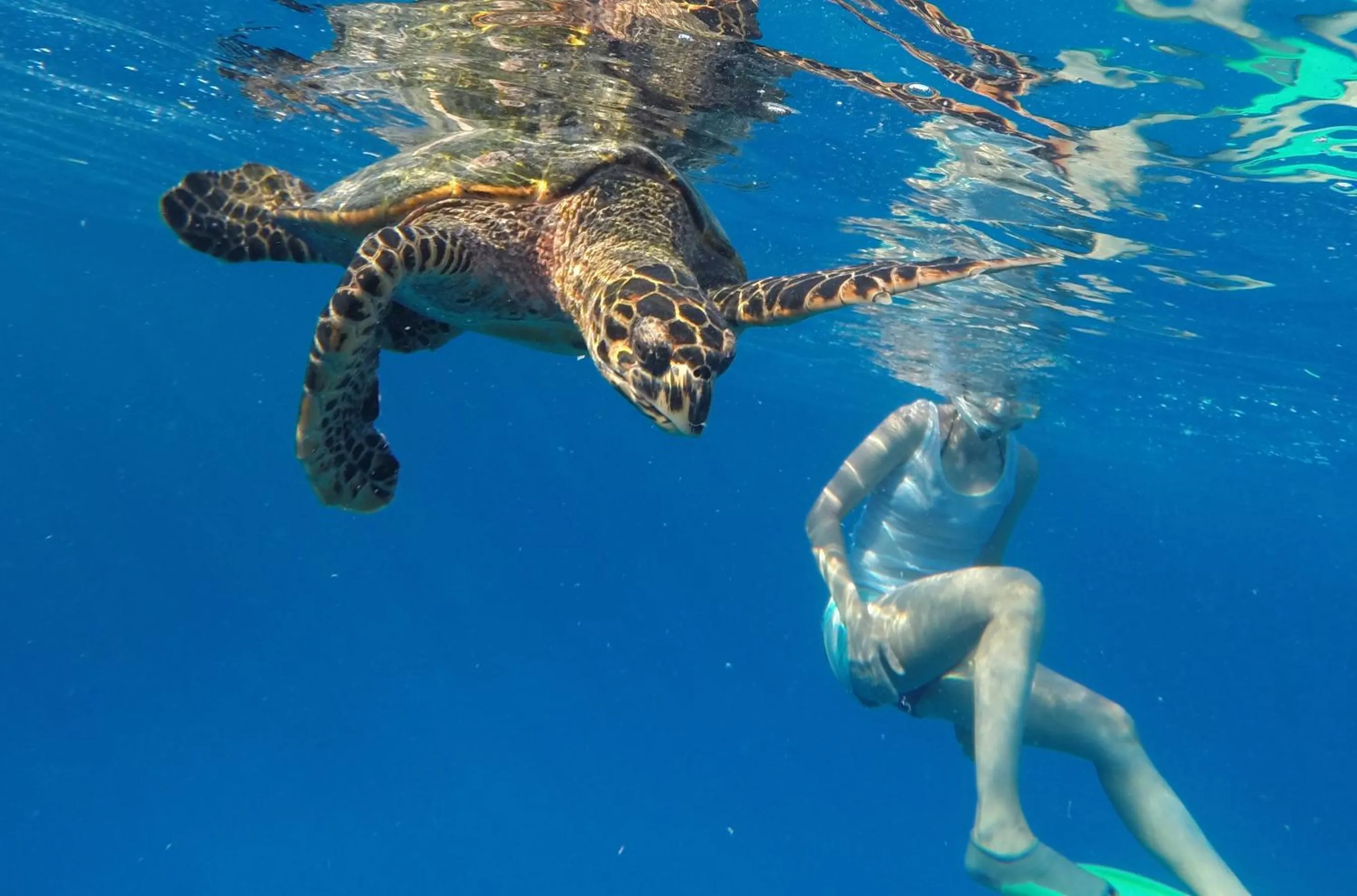 Snorkeling in Molar Wave
