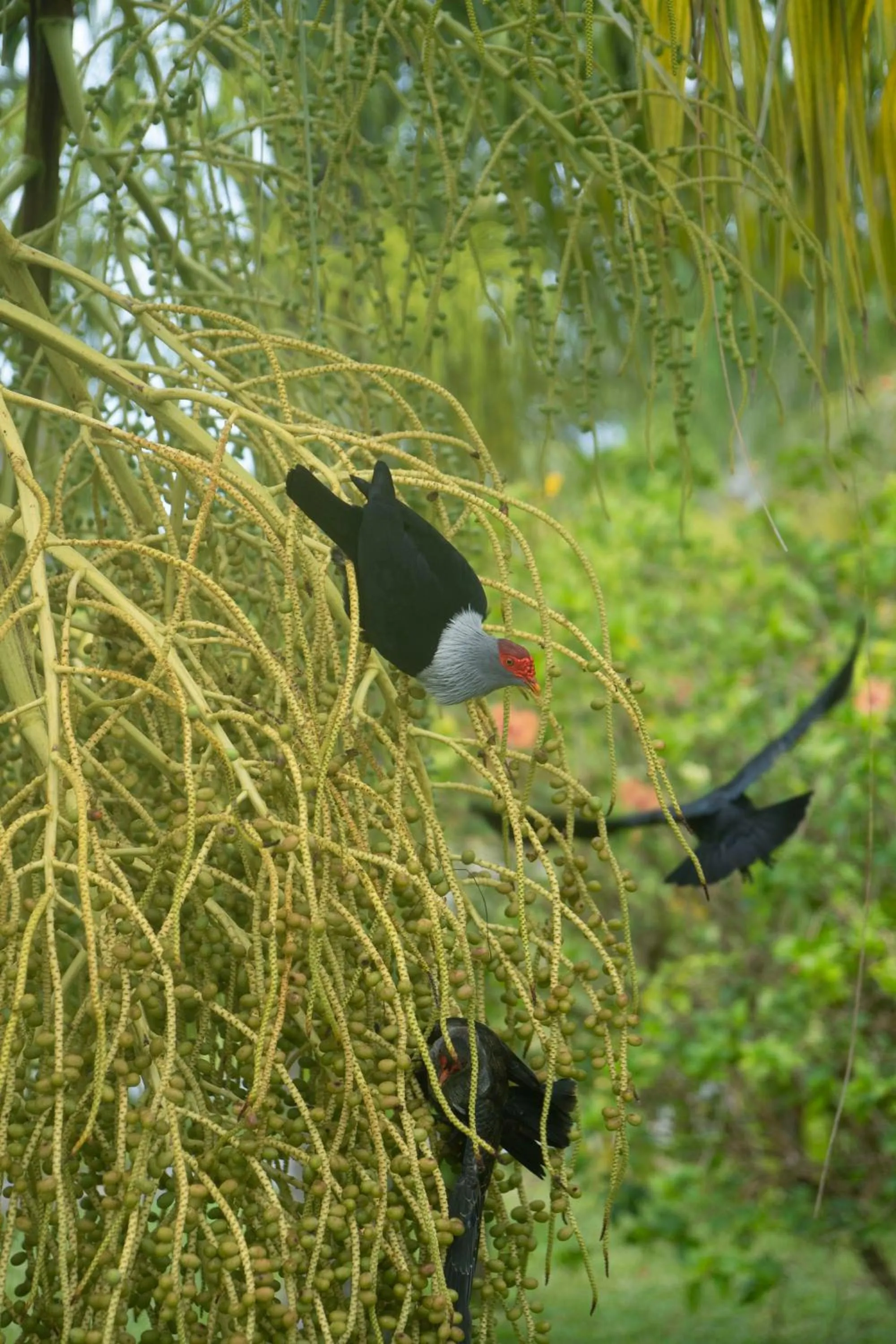 Garden in La Digue Island Lodge