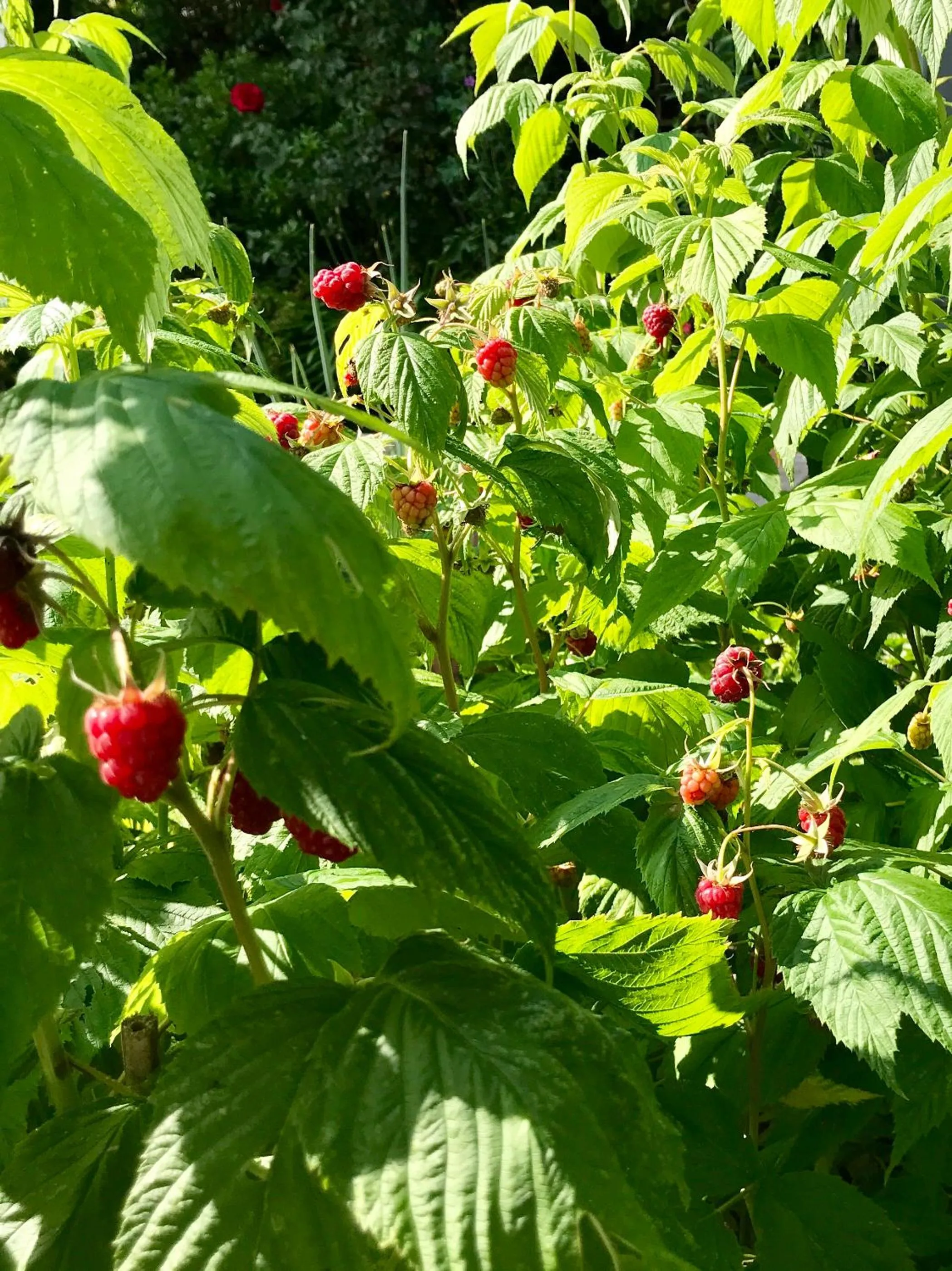 Corner House Luxury BnB