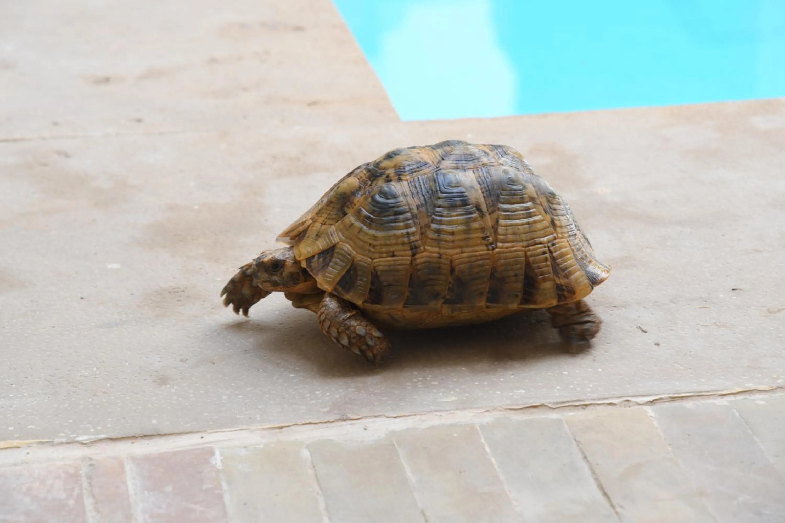 Pets in Riad Berenssi