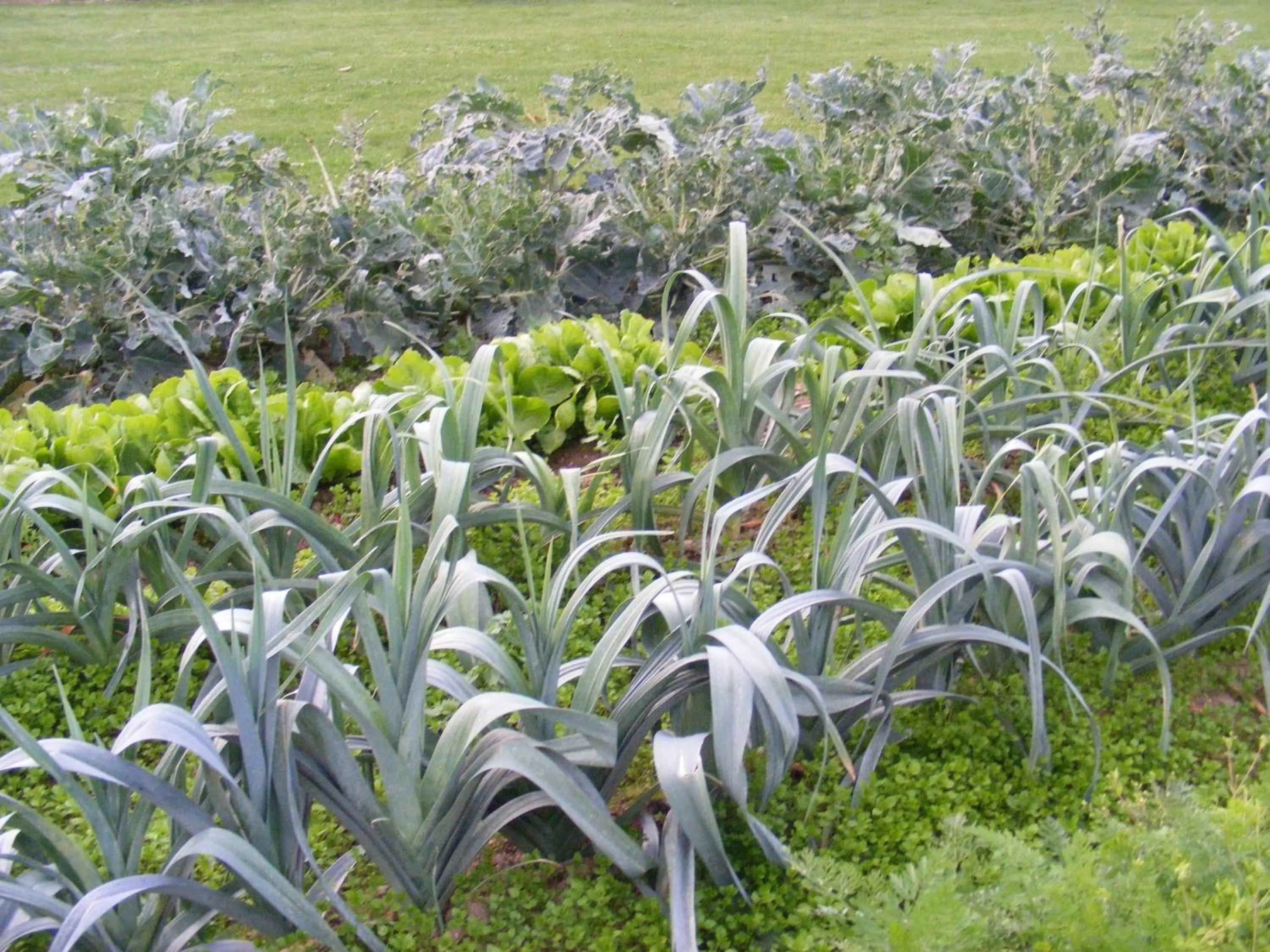 Garden in Chambres d'Hôtes Vignes et Loire