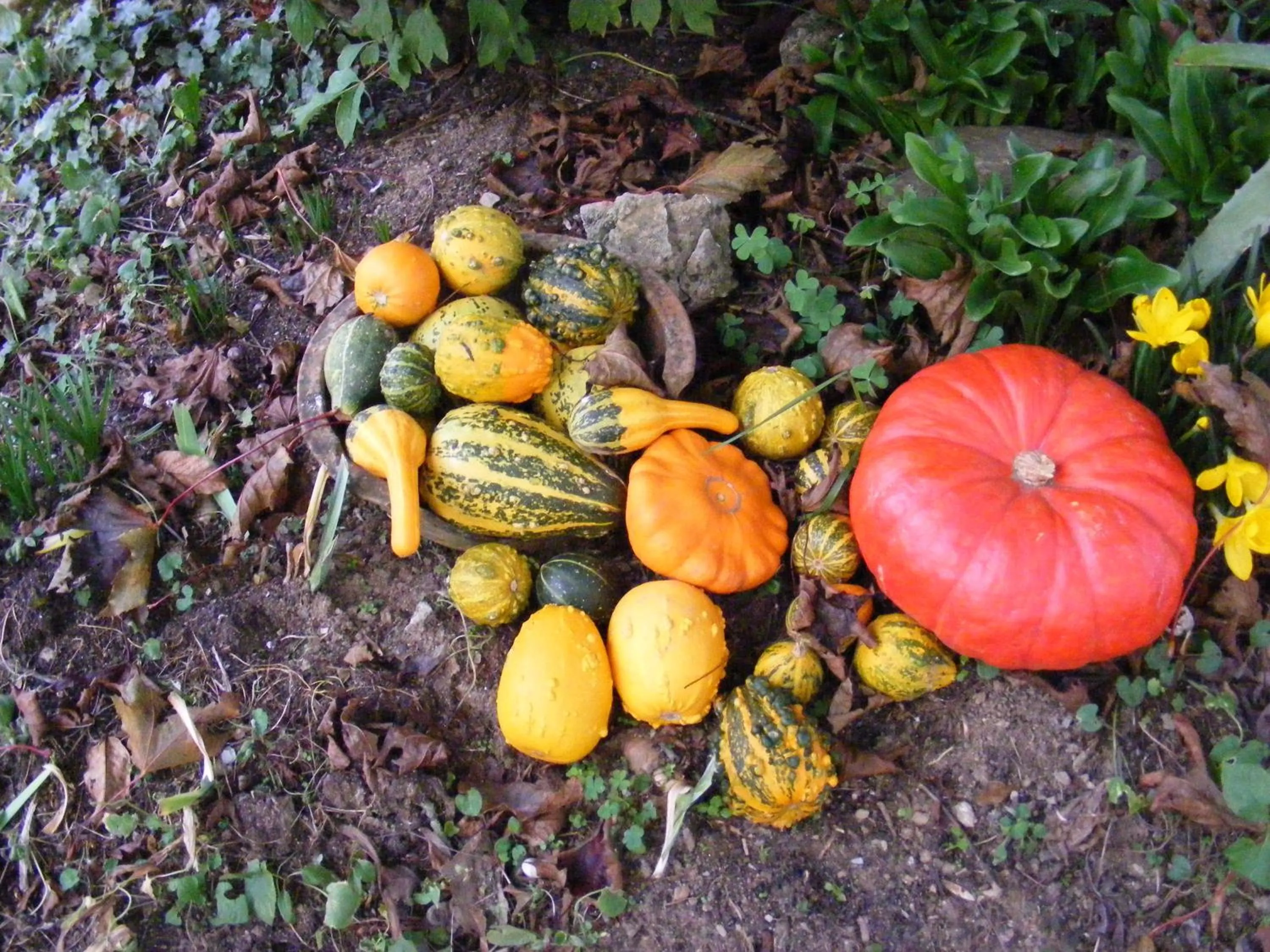 Garden in Chambres d'Hôtes Vignes et Loire