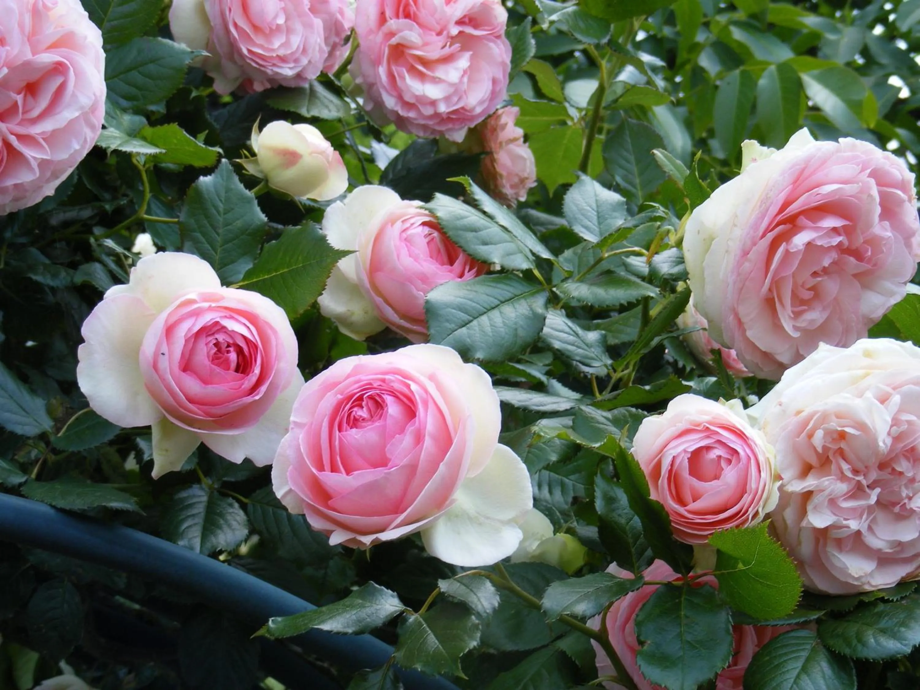 Spring in Chambres d'Hôtes Vignes et Loire