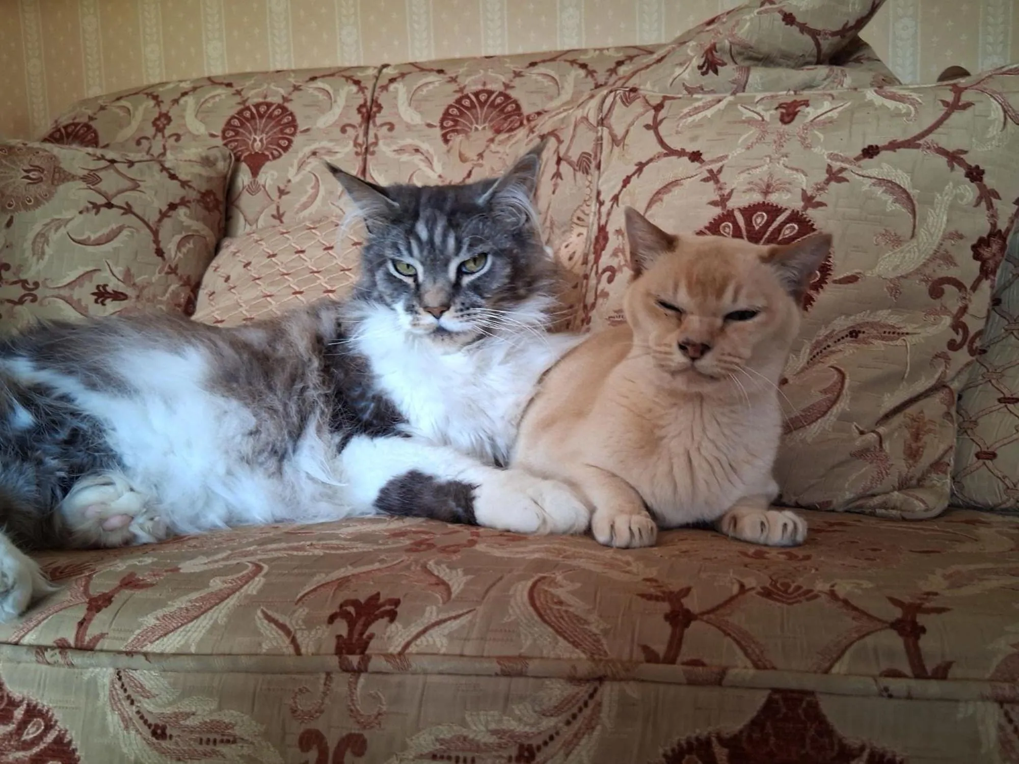 Pets in Thornley House