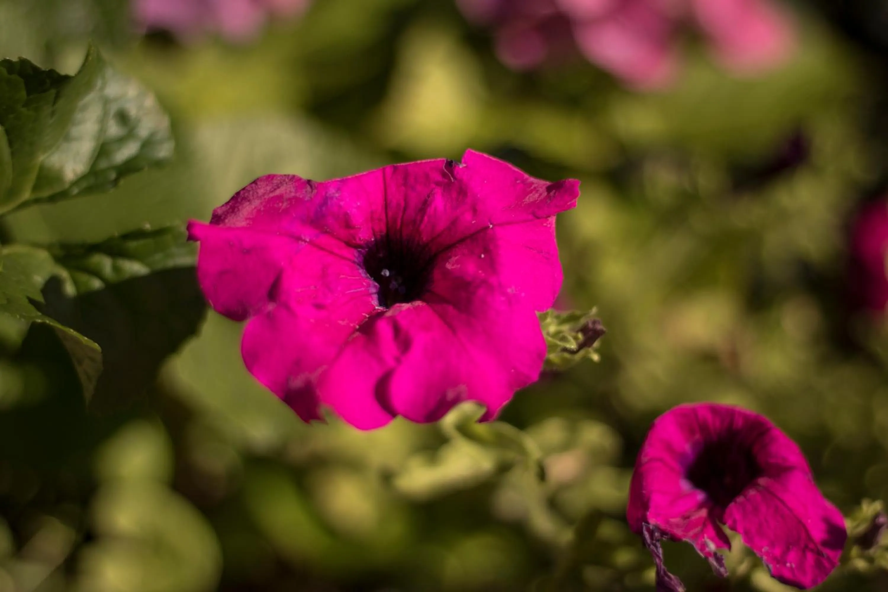 Balcony/Terrace in Hotel Gasthof WASTL